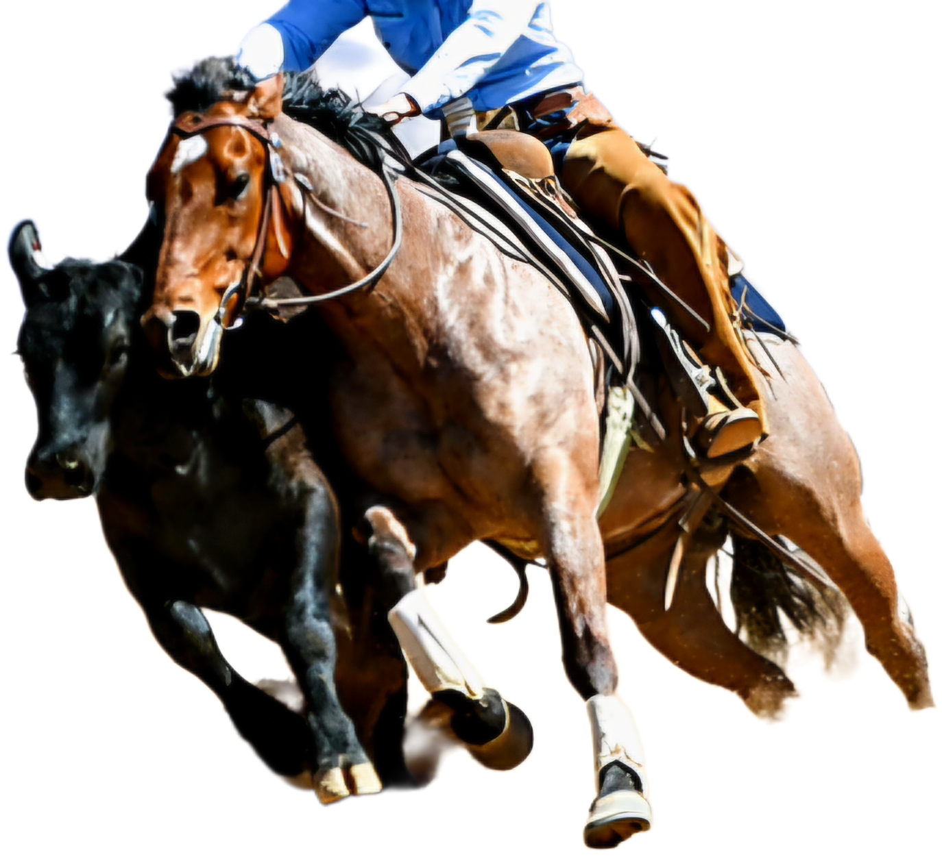 Binnaway Cow horse 