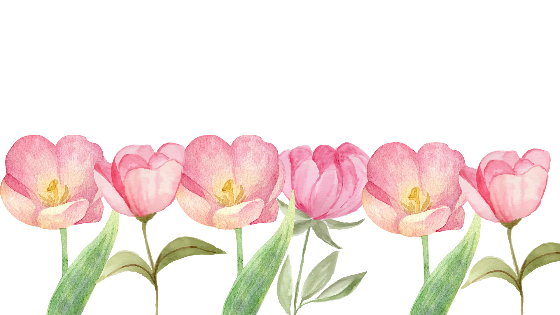 Watercolor illustration of pink tulips with green stems and leaves arranged in a row