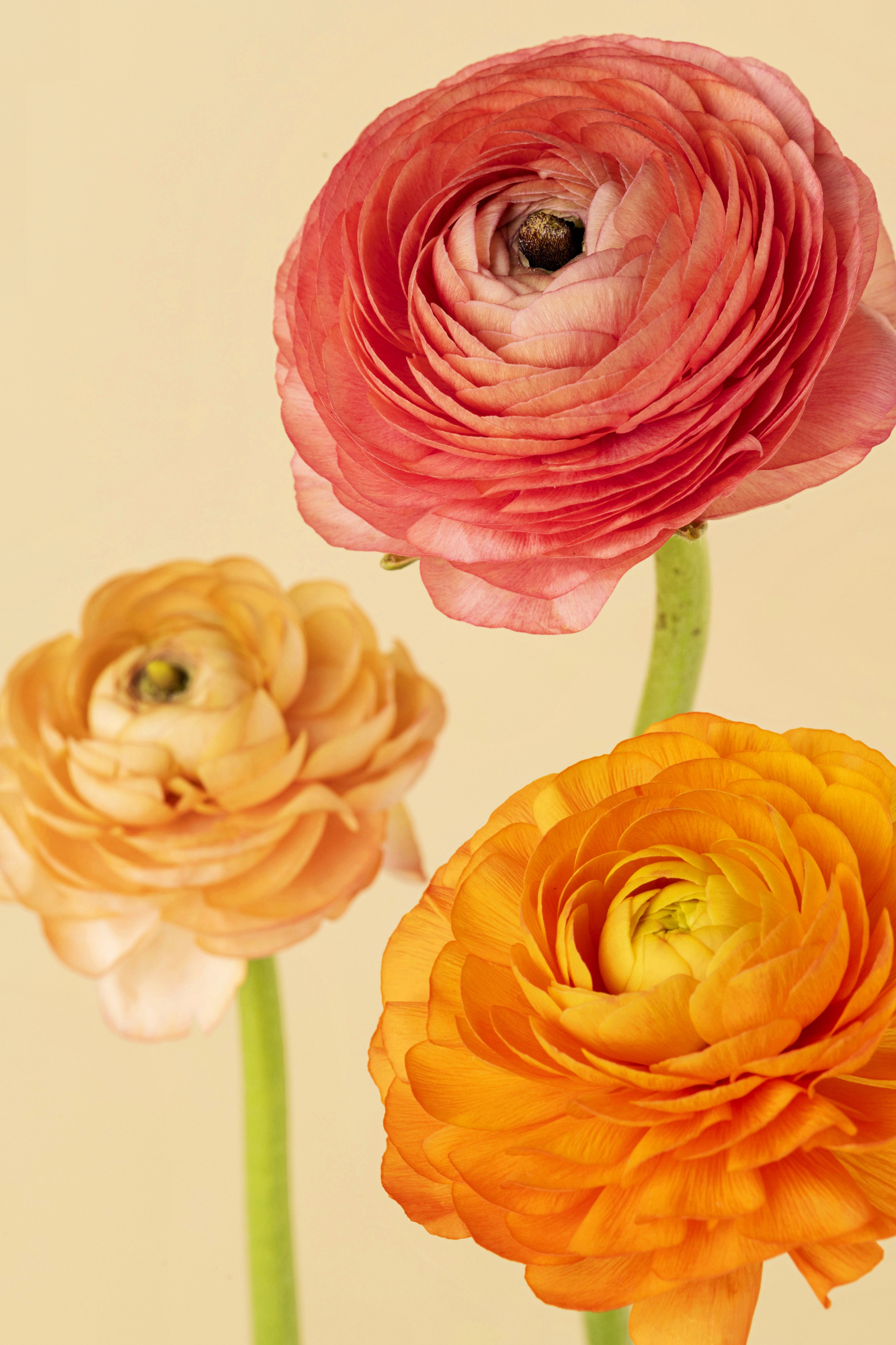 Close-up of three blooming ranunculus flowers in shades of pink, peach, and orange against a light background.