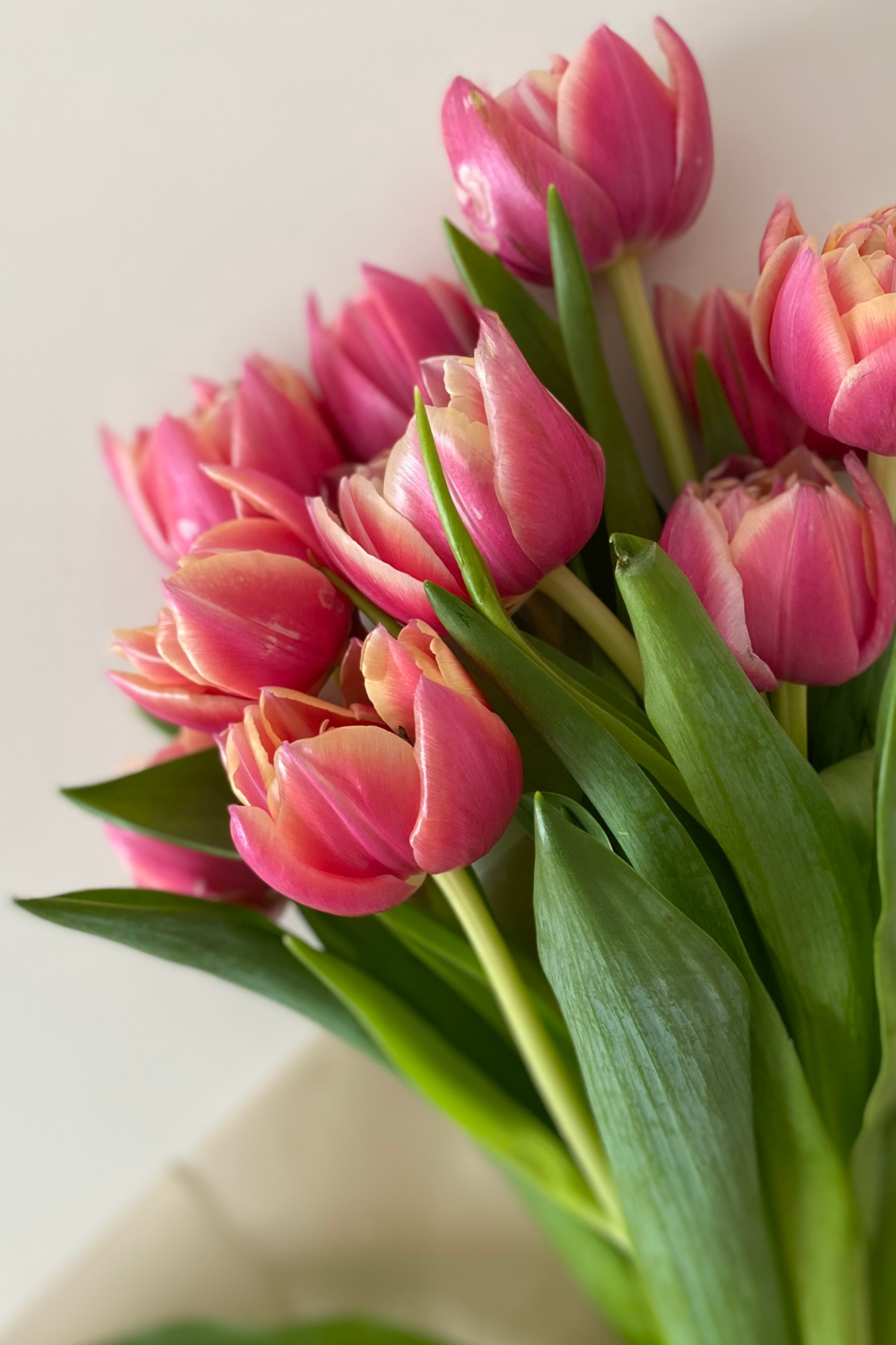Close-up of a bouquet of pink tulips with green leaves against a plain white background.