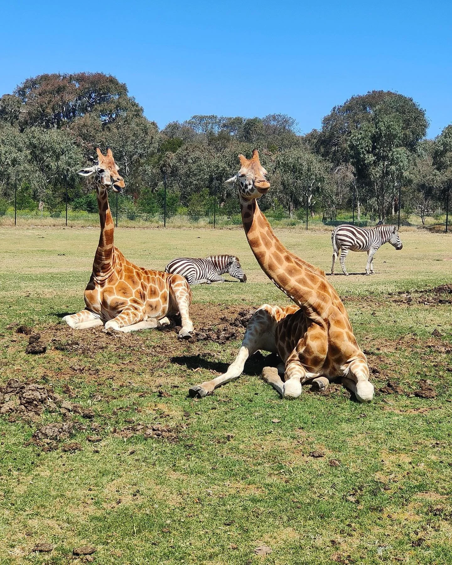 Fun day with friends at the Werribee Open Range Zoo 🦒💚🦓🩶🦏🧡🦛💛

Is there anything better than seeing your child experience joy and act with curiosity out in the world?! 

By the end of our safari adventure, I sure was tired but my heart was ful