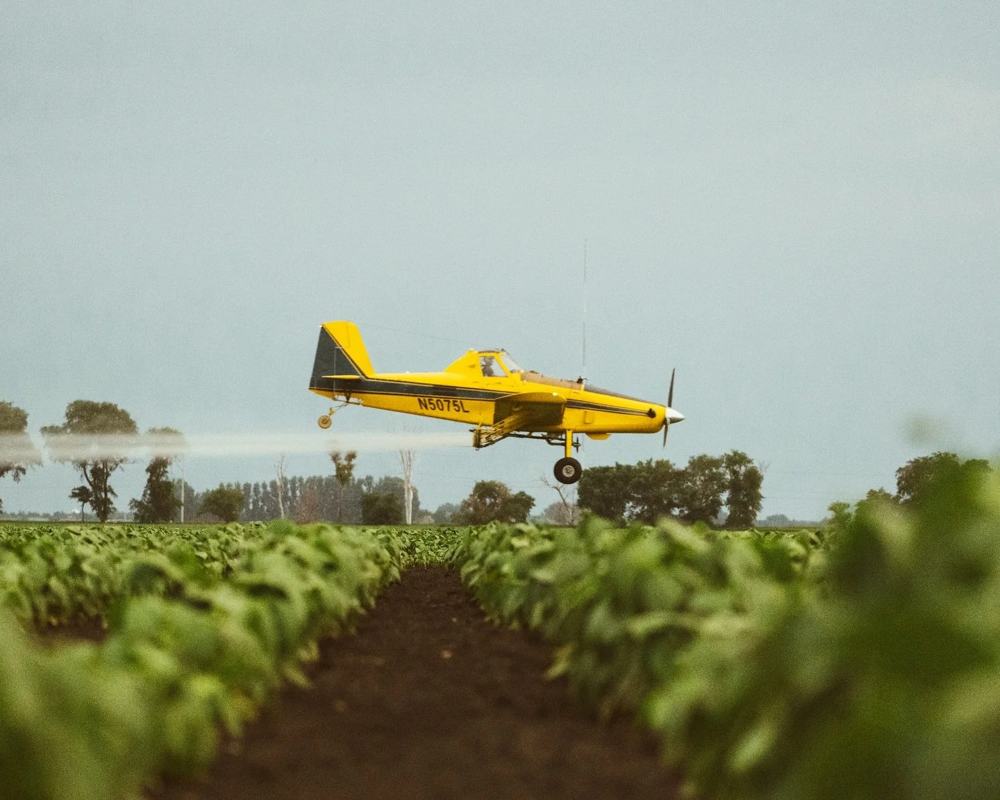 No click bait just one on of my all time favorite photos I&rsquo;ve taken of spraying. Fungicide on edible beans. 

(Pic from July 2022, Tyson no longer flies 75L) 

#agaviation #flyiton #airtractor #flylow #cropduster #agpilot
