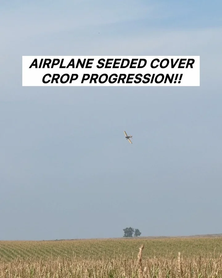 We understand that cover crop does not fit into every farm plan, but here are some benefits that come with a fall-seeded cover crop:
- Reduced erosion
- Weed suppression
- Moisture retention
- &amp; more
Seeding with an airplane into a standing crop 