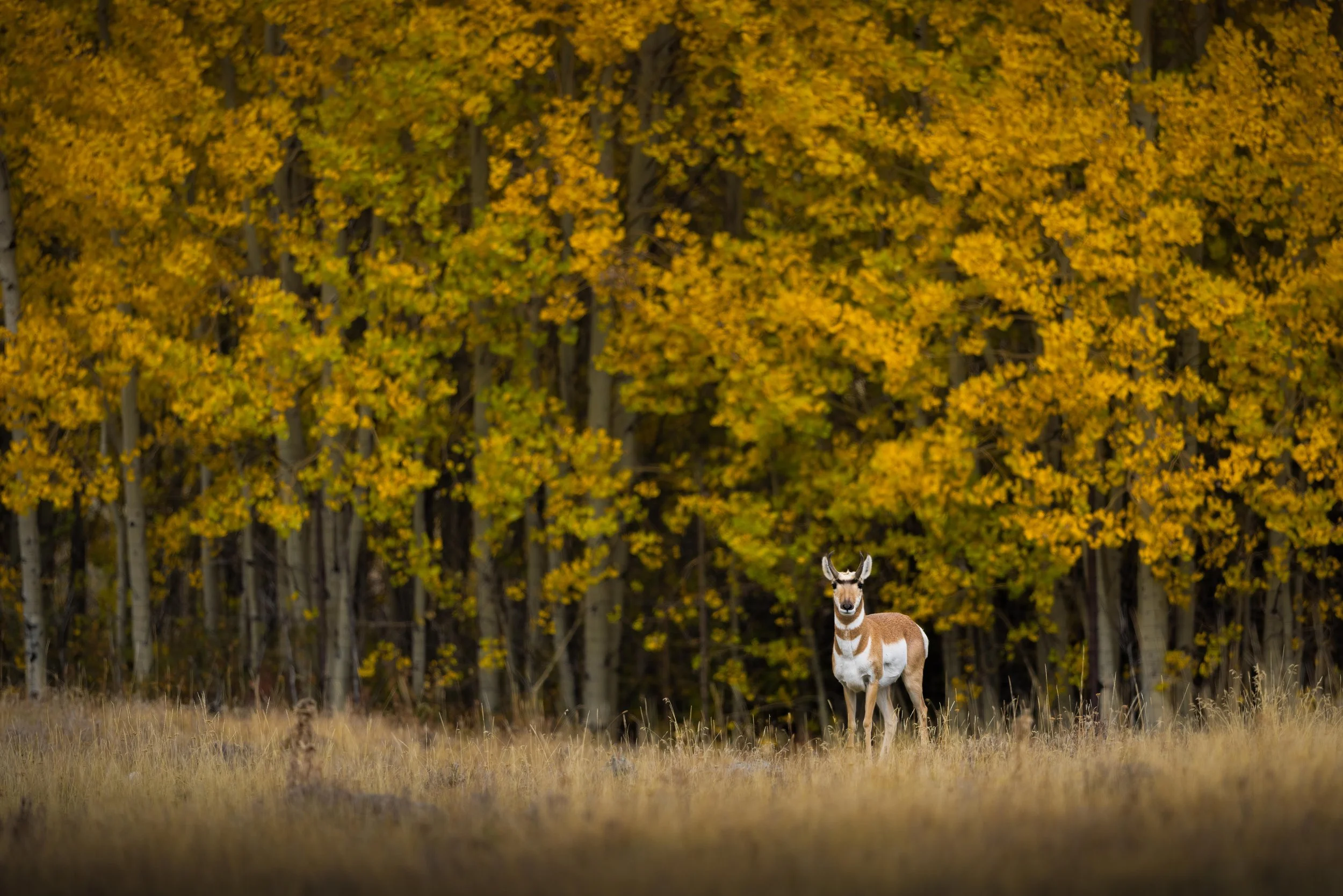 Antelope and Aspens