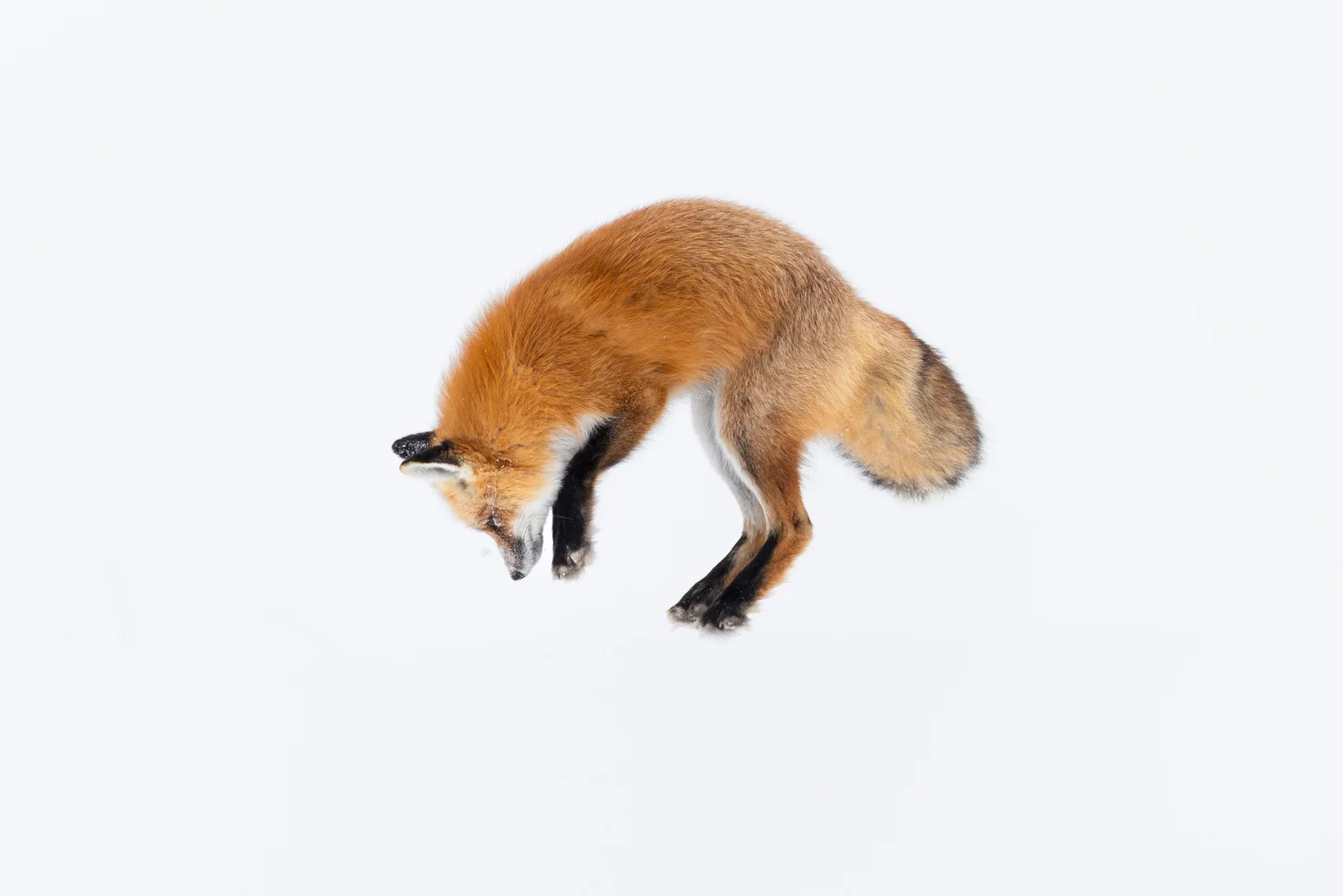 Watts wildlife photography