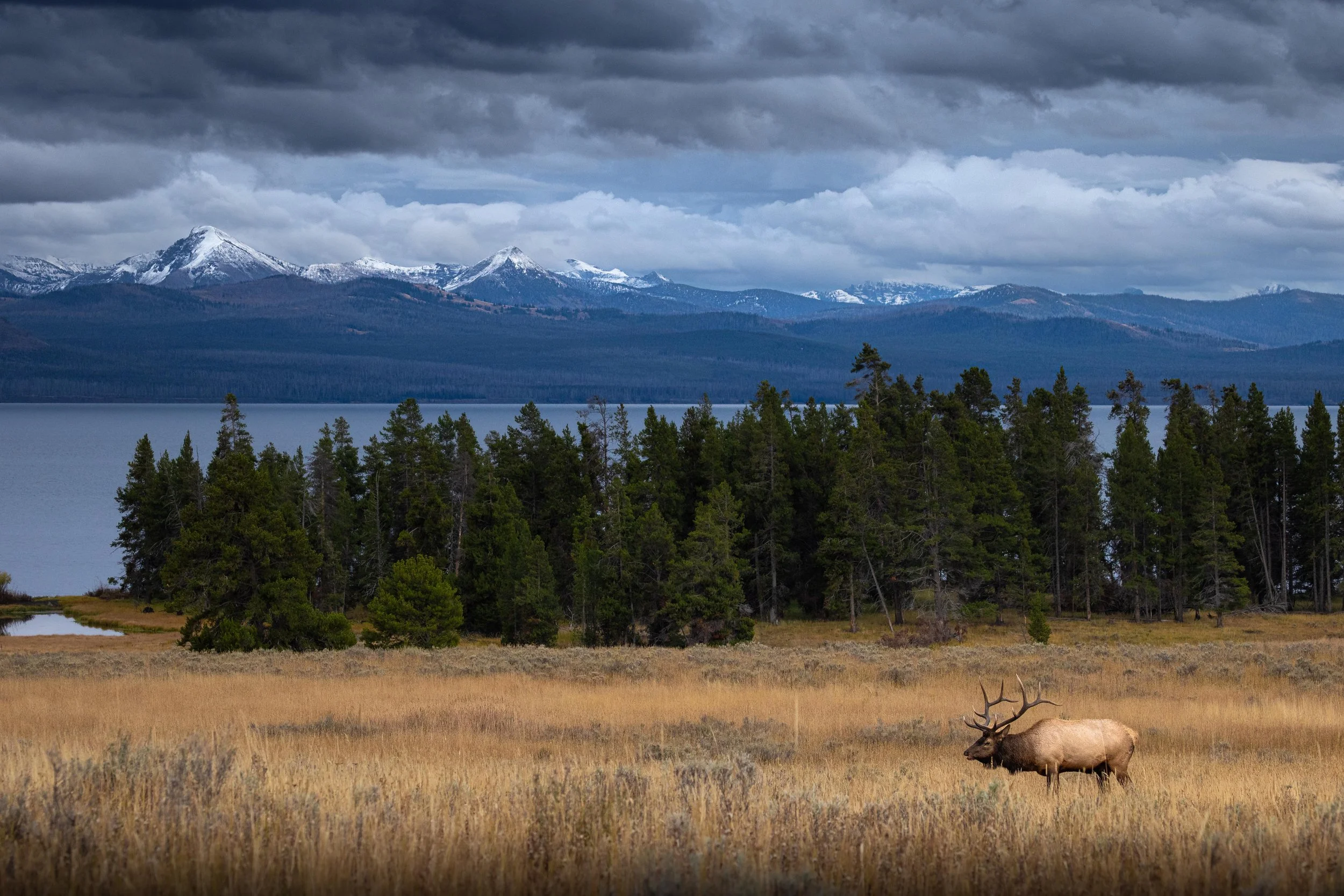 Kingdom of the Elk