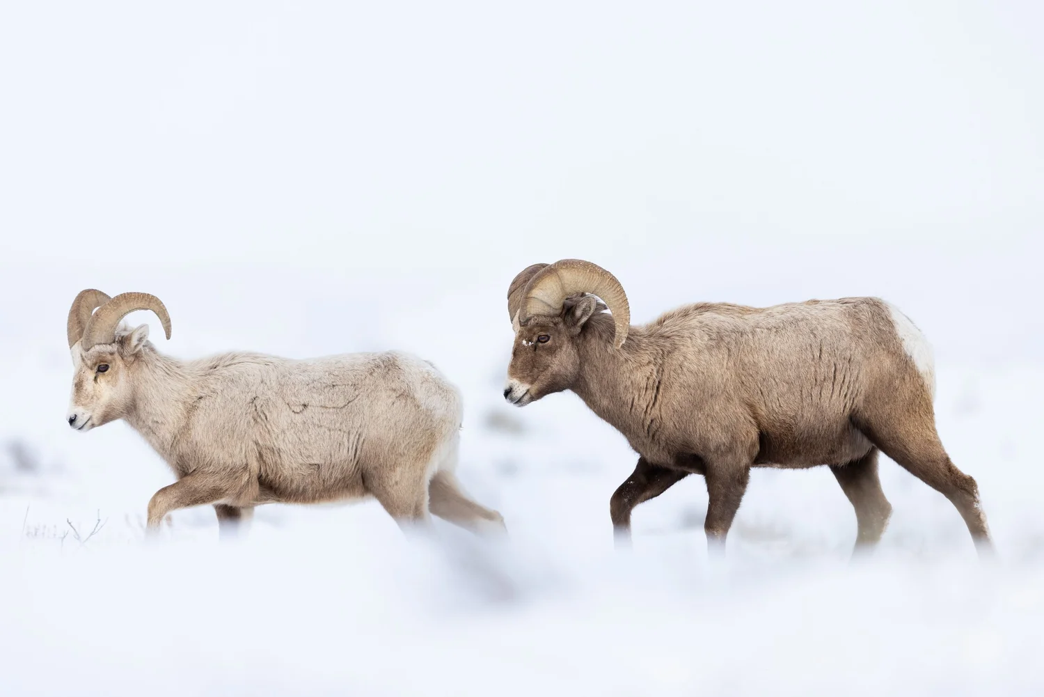 Watts wildlife photography