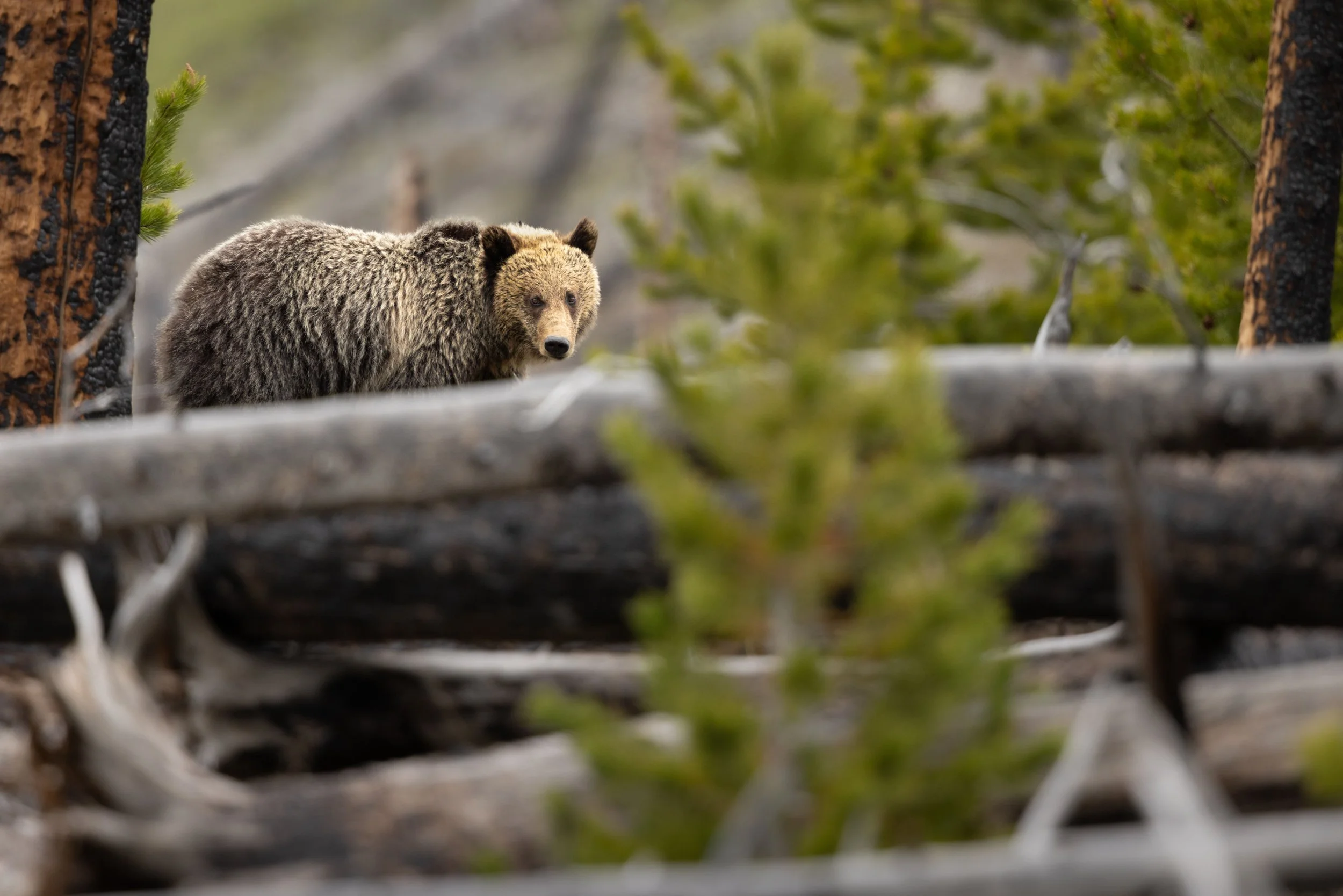 Watts wildlife photography