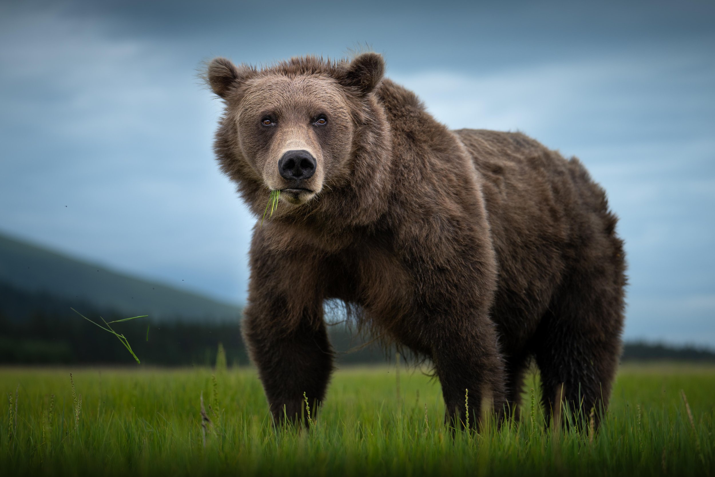 The Grazing Giant