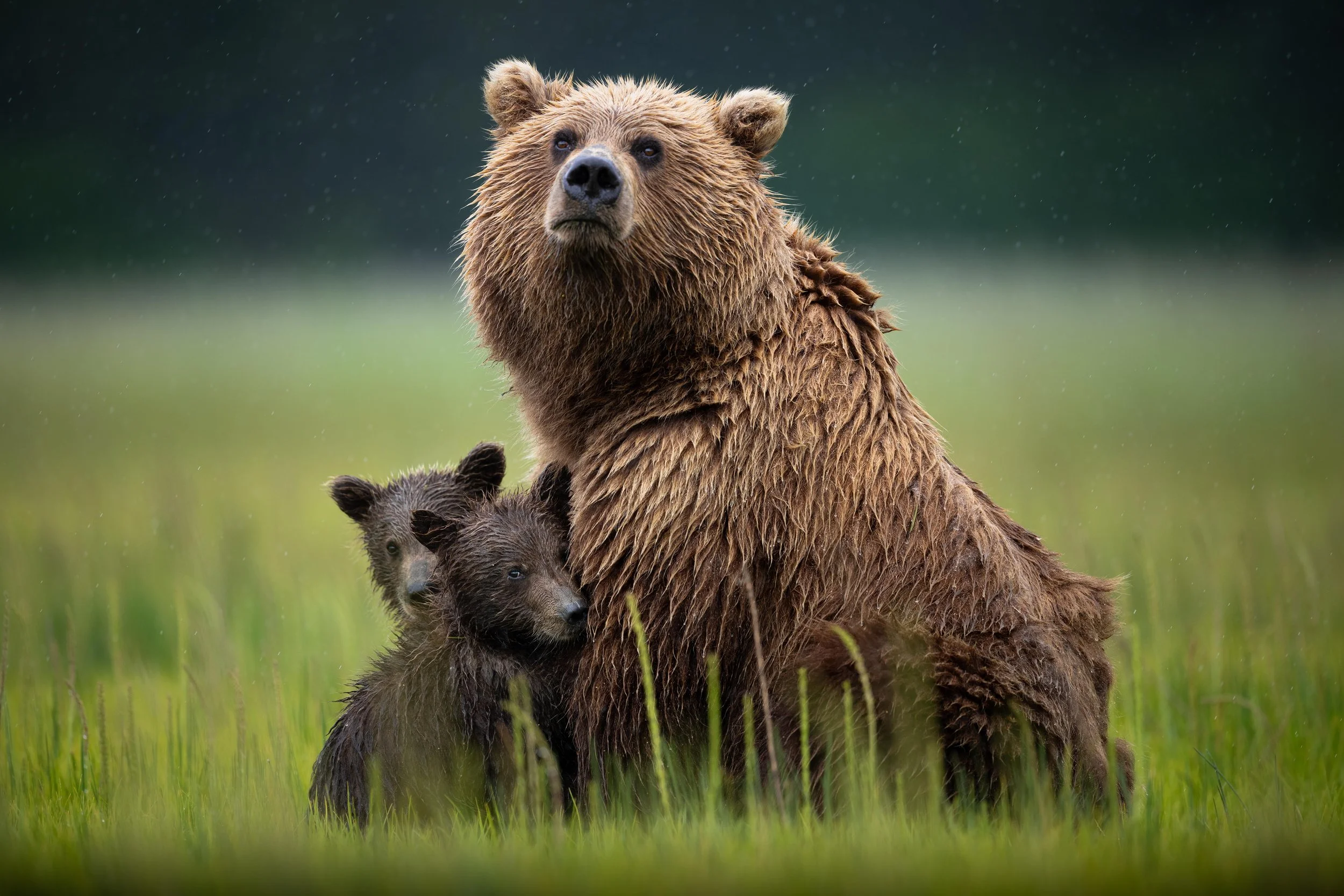 Brown Bears of the Alaskan Coast