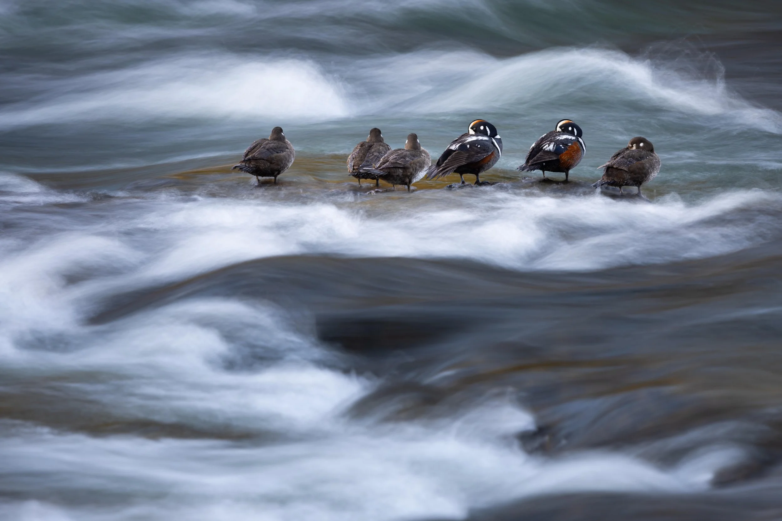 Watts wildlife photography