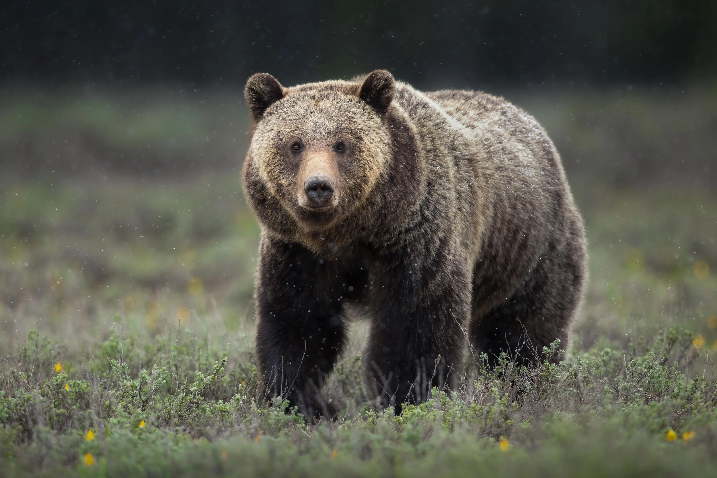 Snowstorm Grizzly