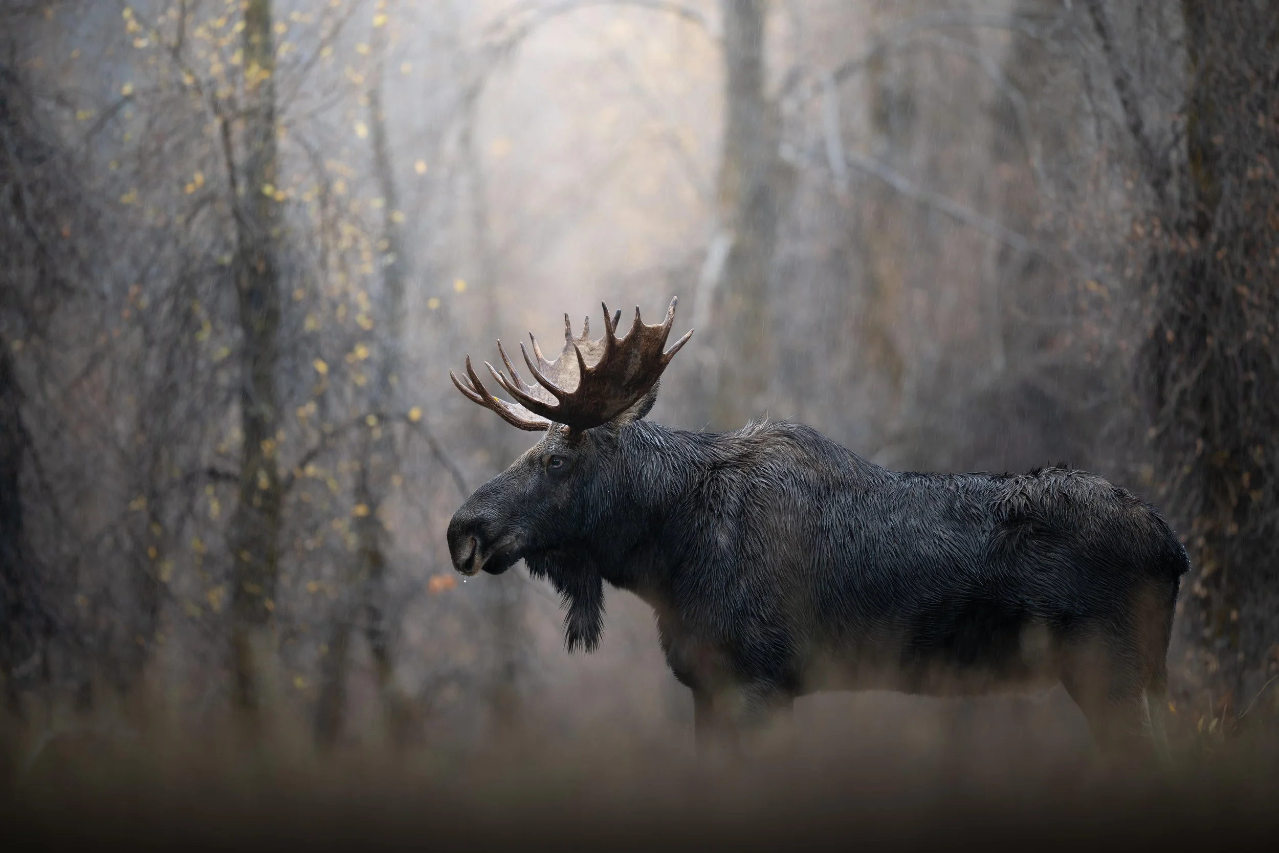 Moody Day Moose