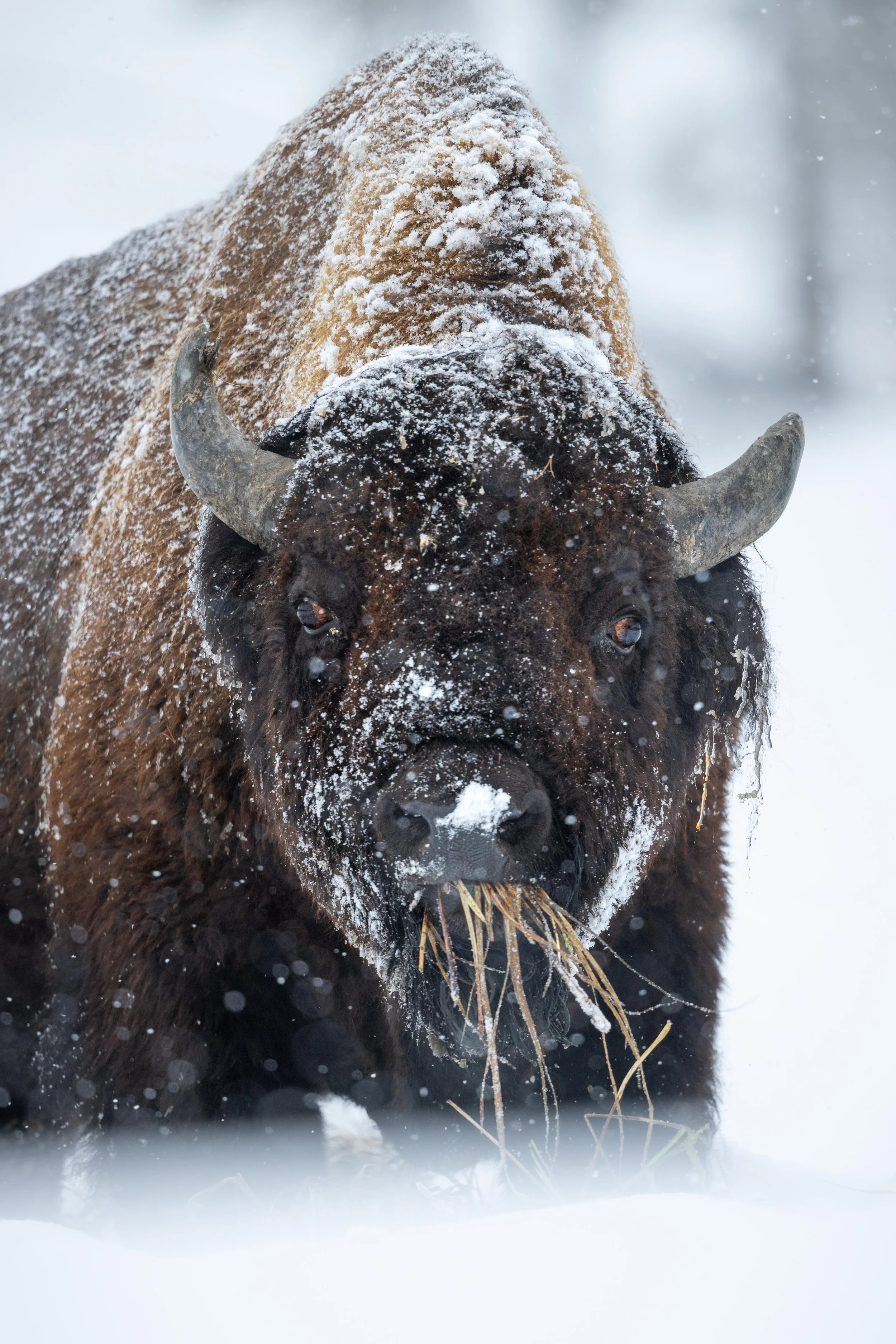 A Snowstorm Snack