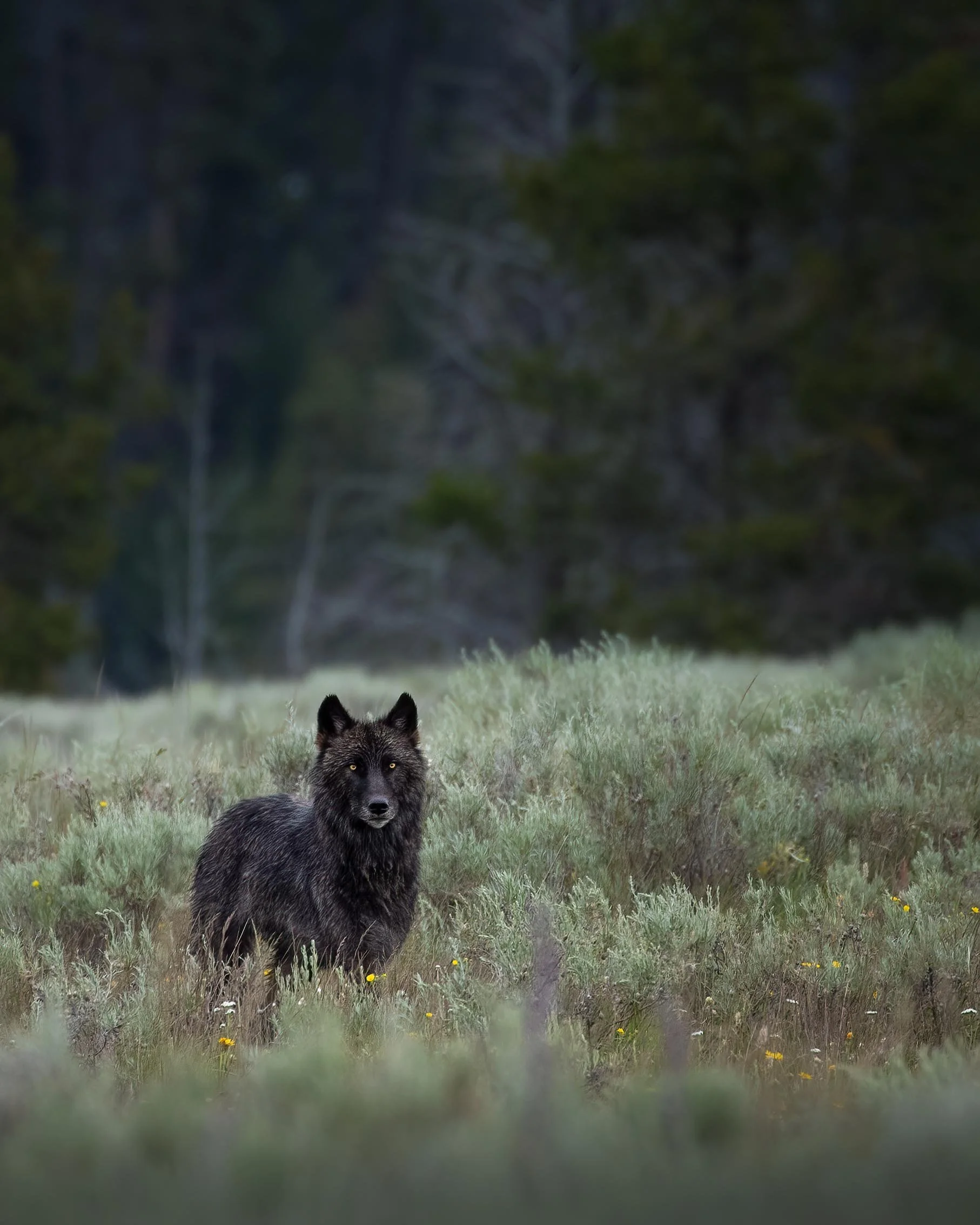 Wolf in the Sage