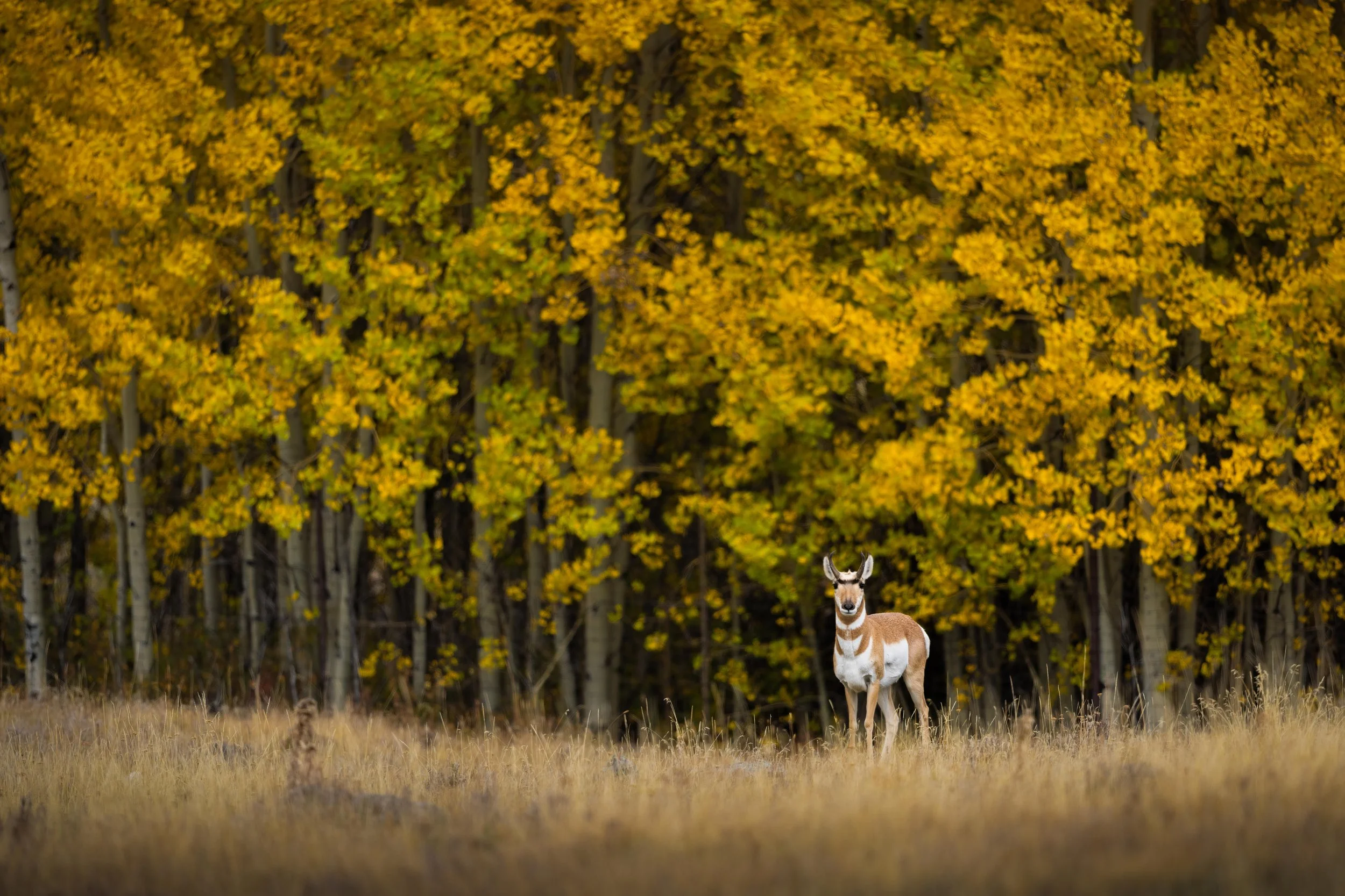 3E4A0537-Edit.jpg