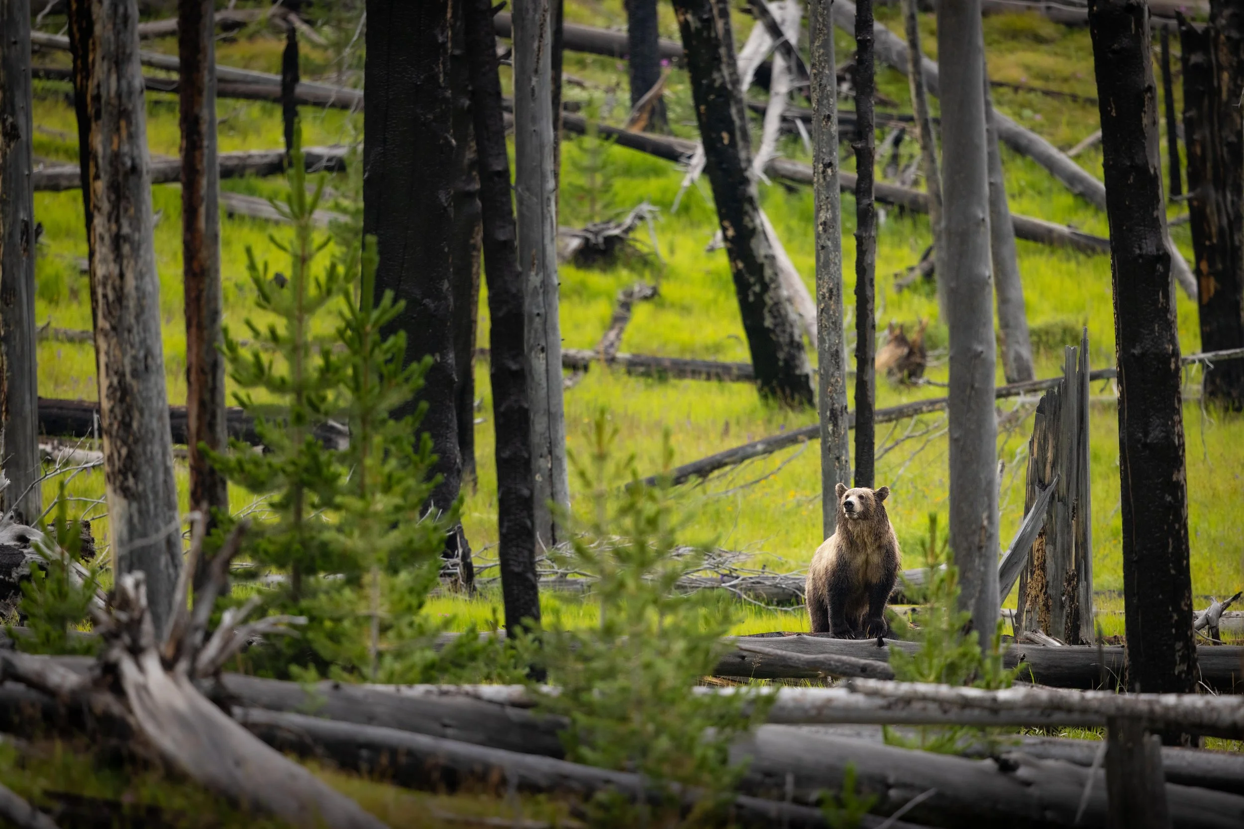 Through the Timber