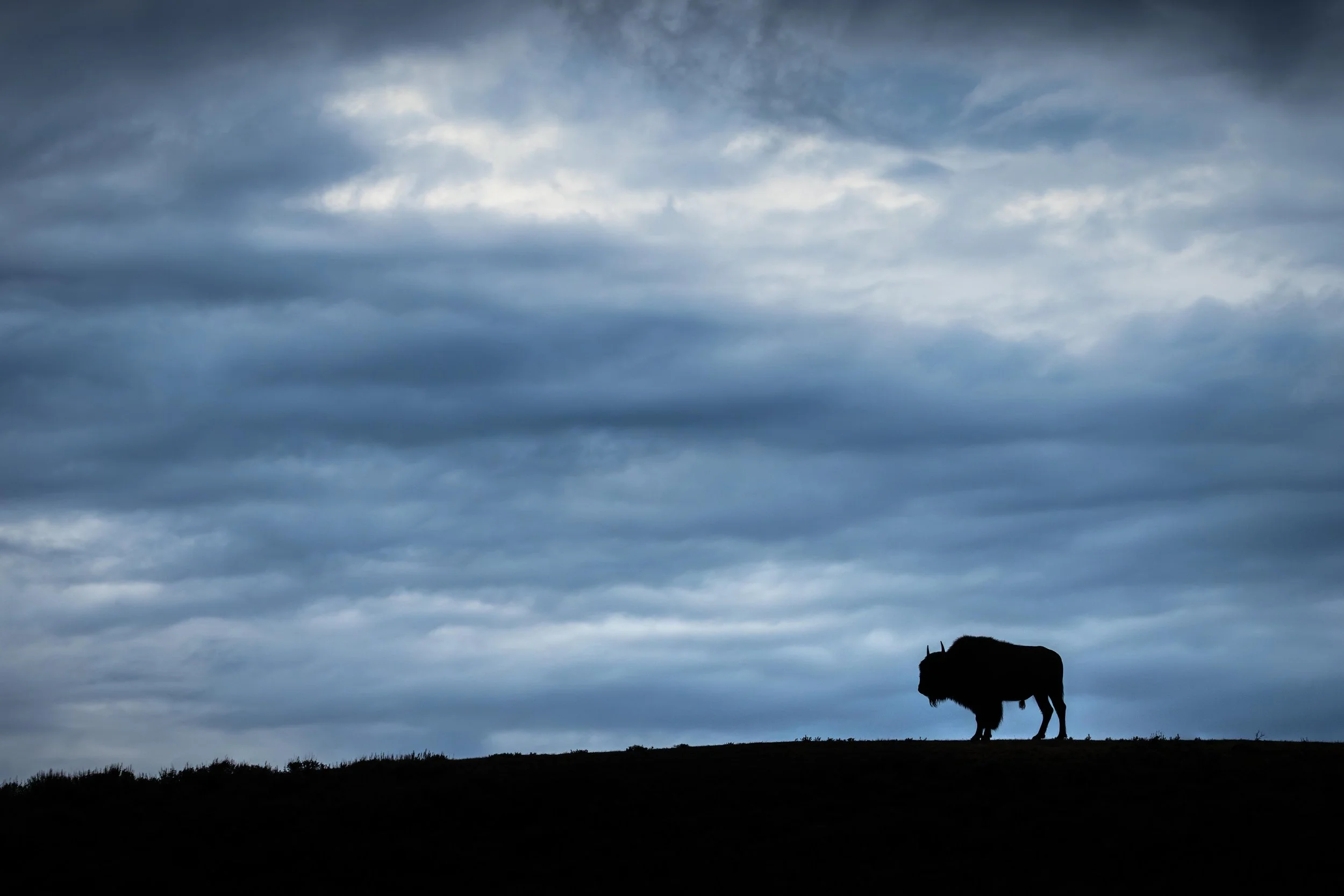 Bison Silhouette