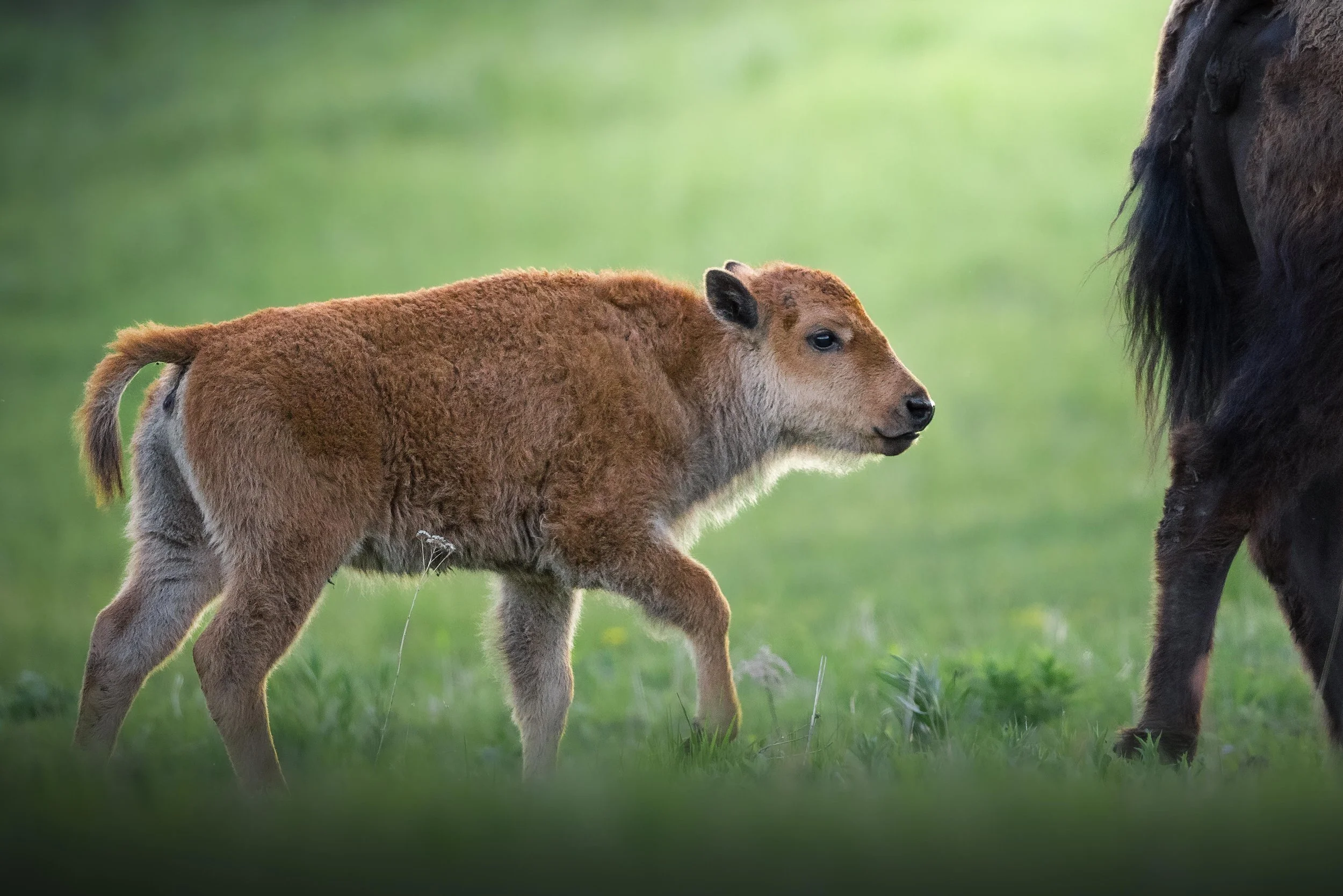 Spring Wildlife of Greater Yellowstone