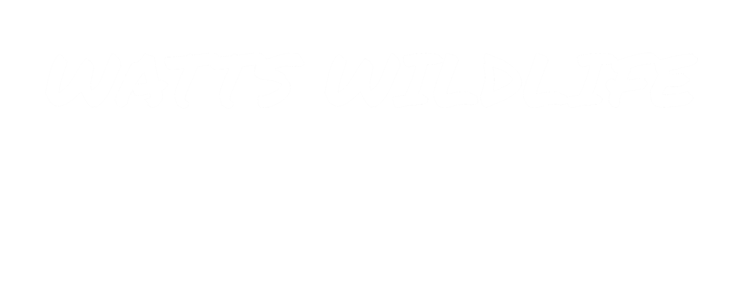 Watts Wildlife Photography
