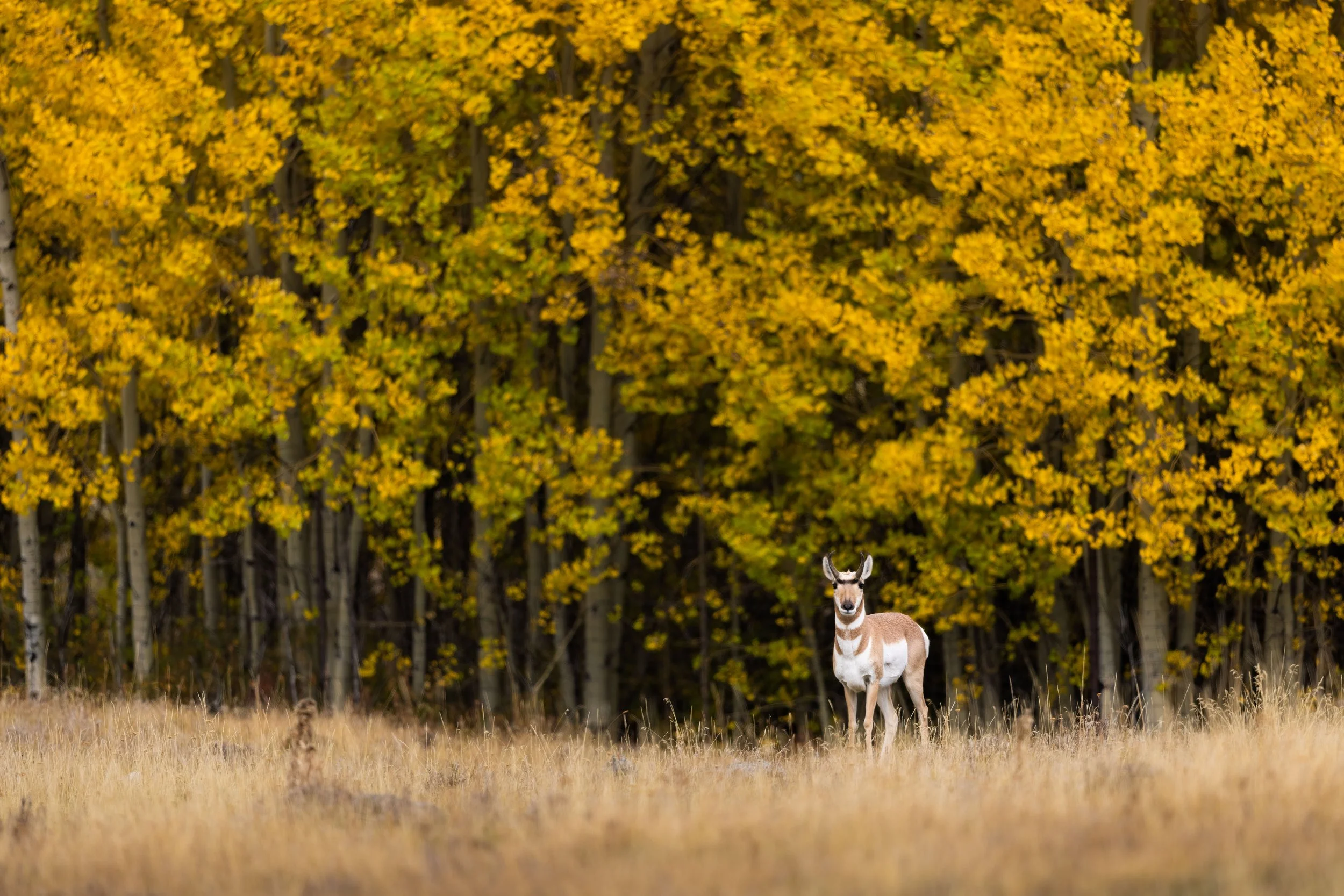 Watts wildlife photography
