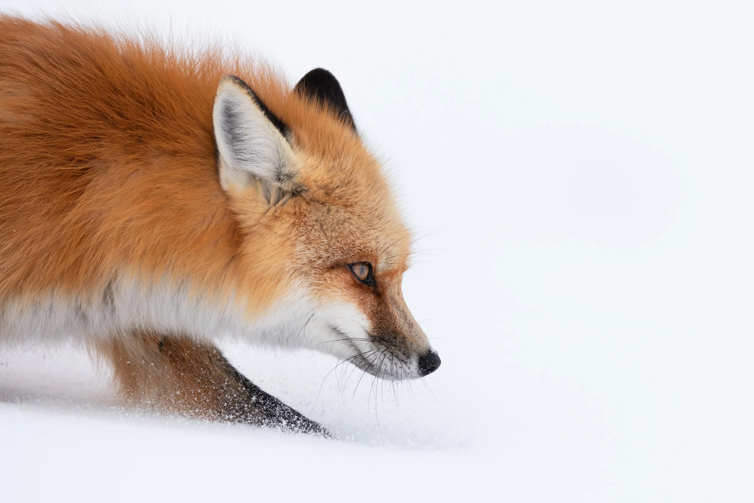 Winter Wildlife of Yellowstone
