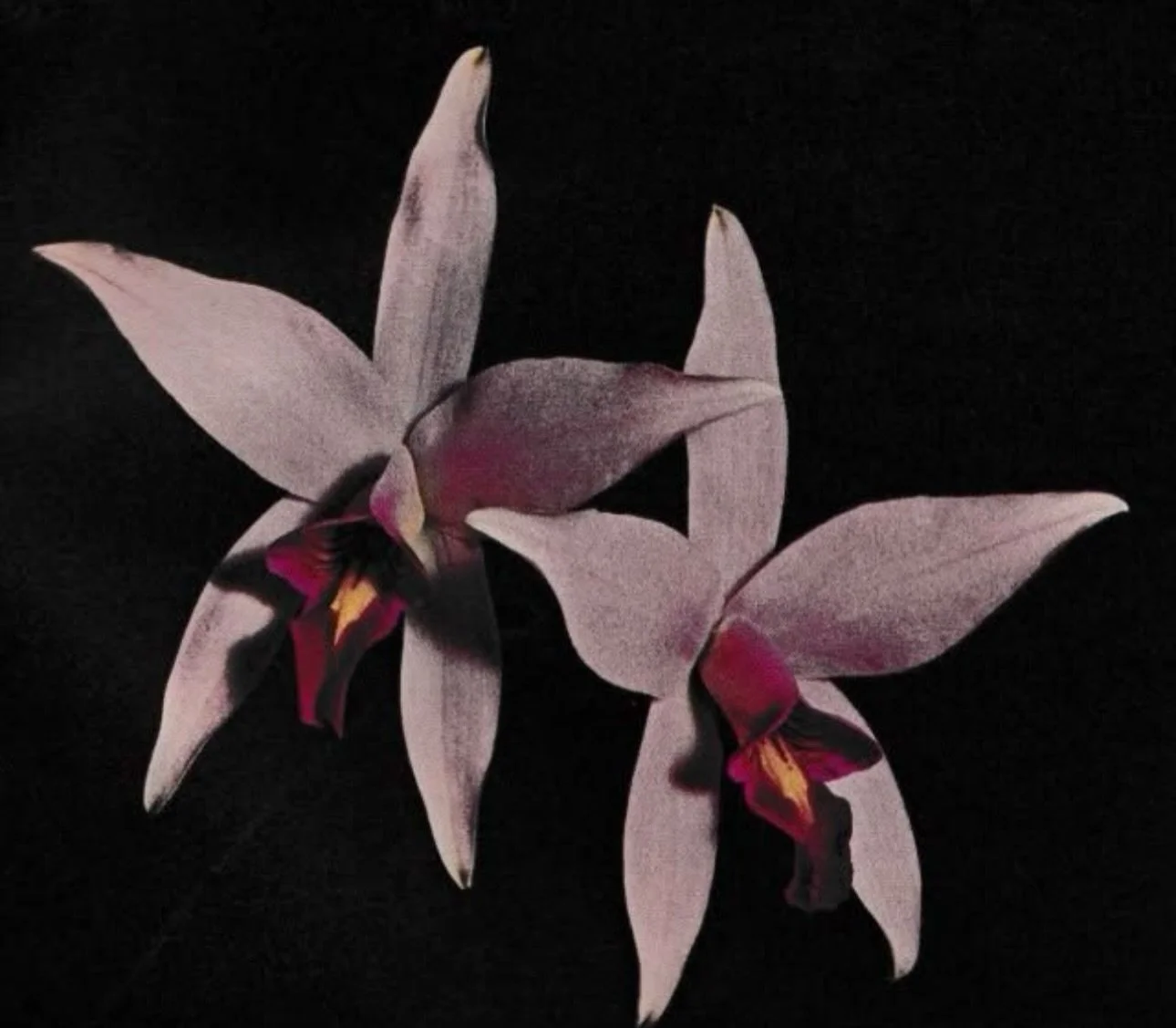 Laelia Anceps, Flower &amp; Garden Magazine, August, 1968.