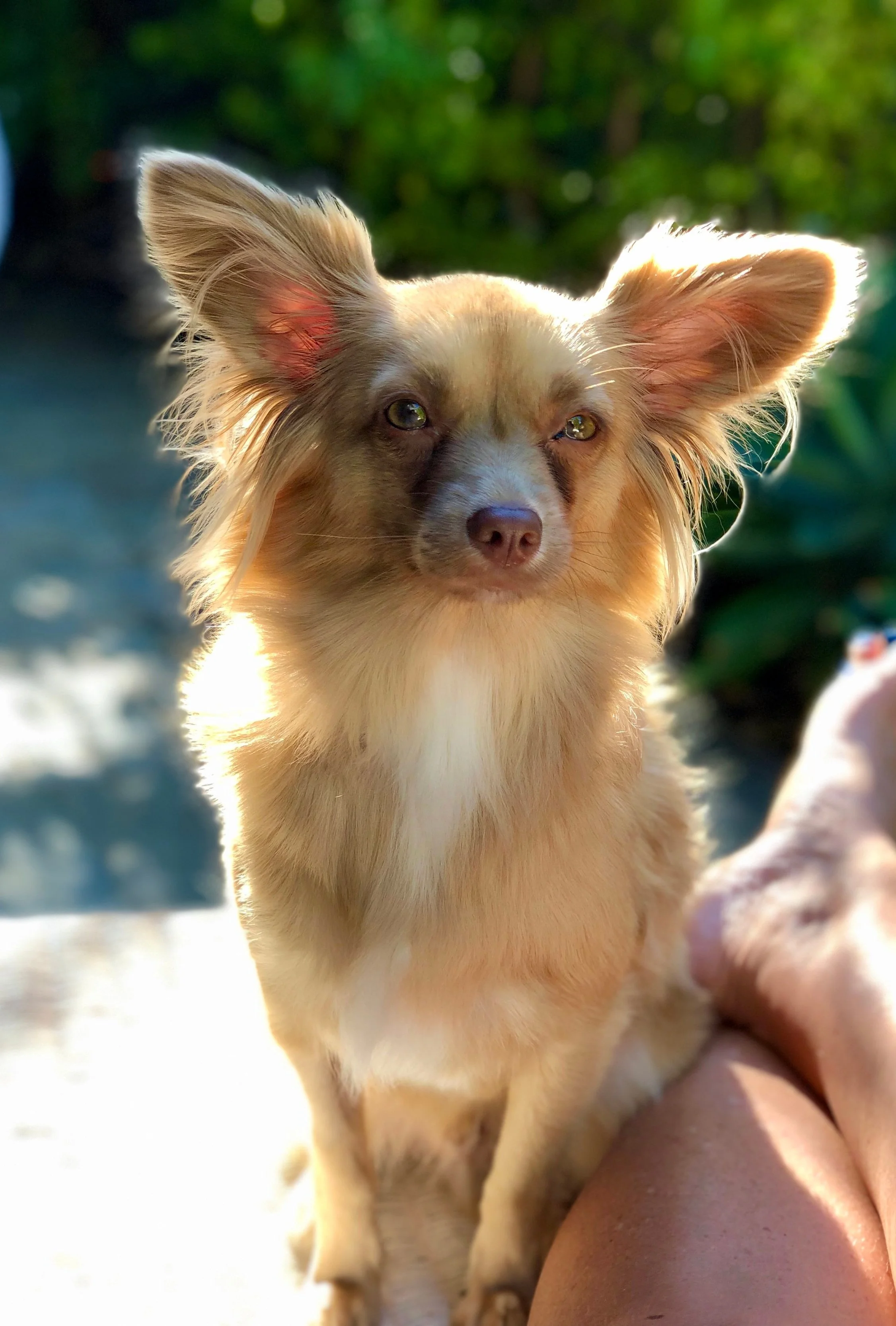 Small fluffy dog sitting on a person's legs in sunlight.