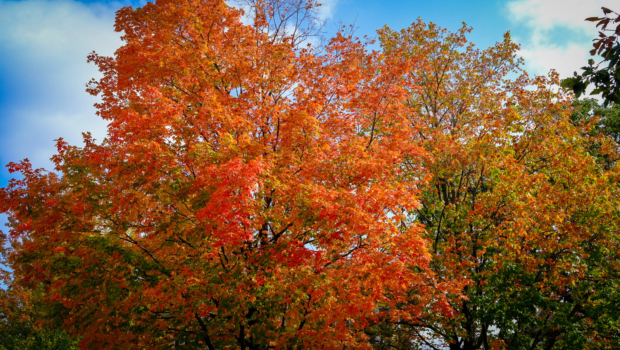 Autumn Scenes