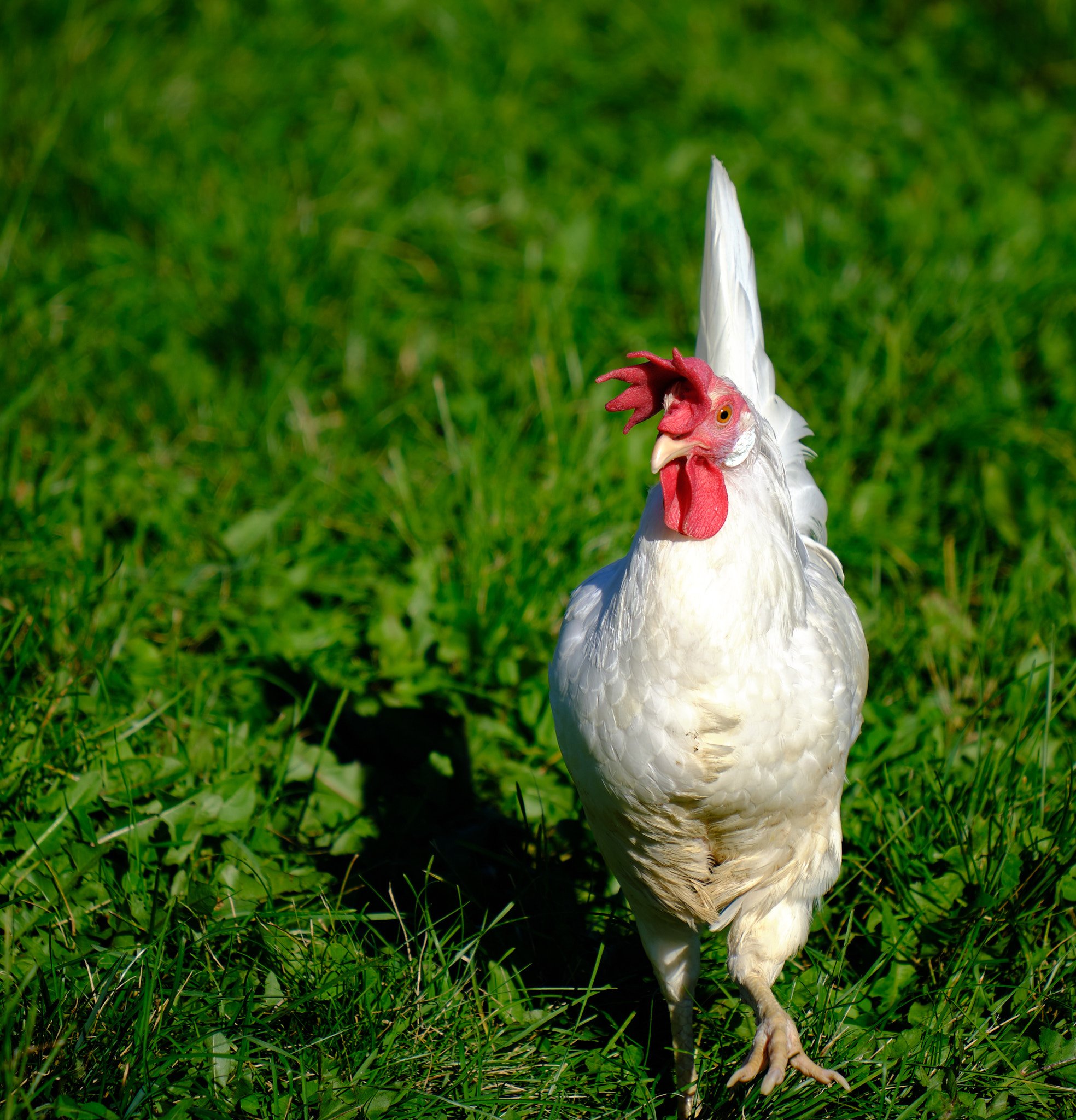 A Day On The Farm
