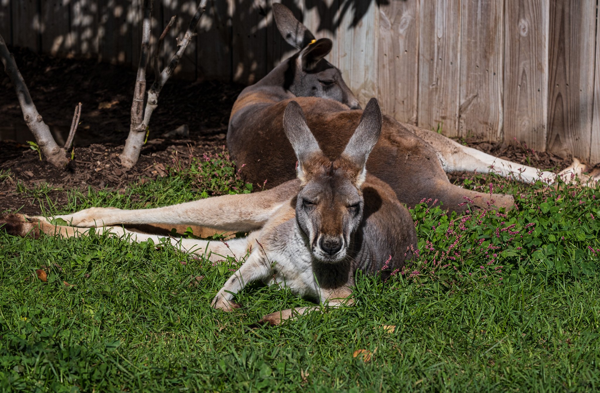 Blue Ridge Parkway Day #2
