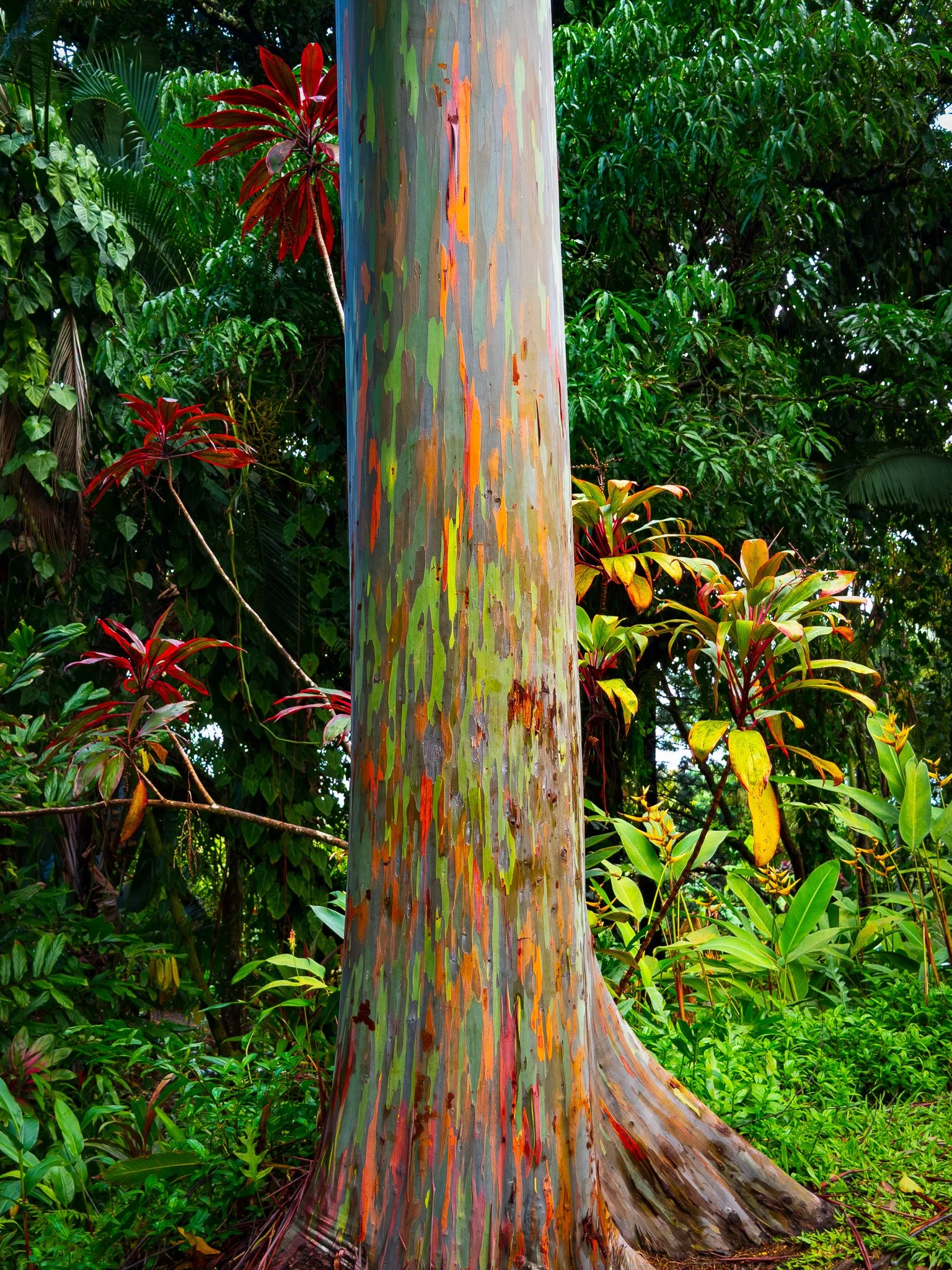 Maui, Hawaii - Road to Hana