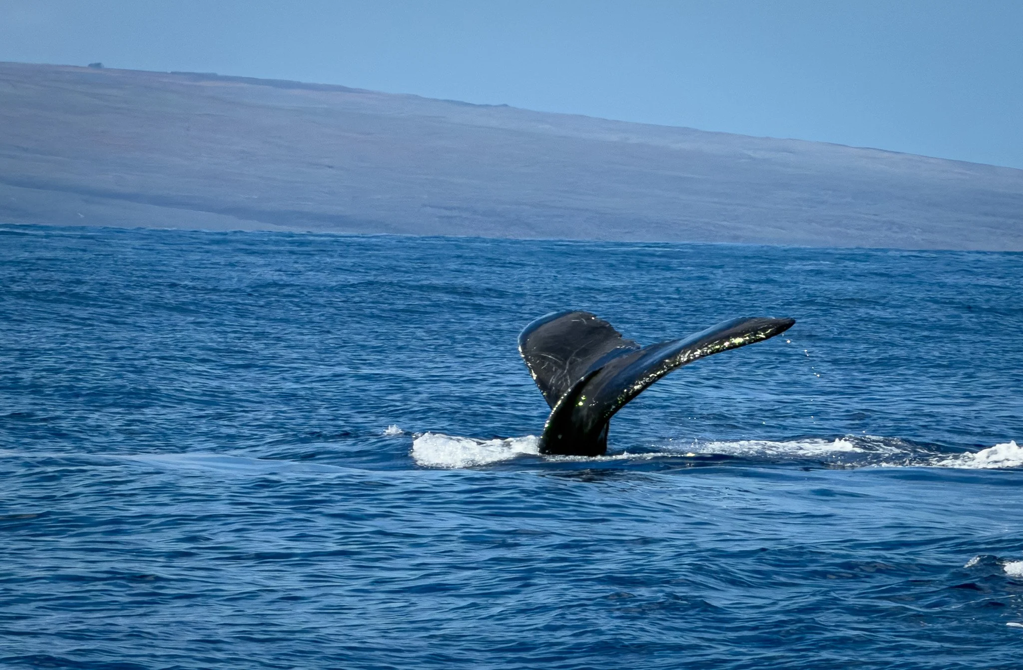 Maui, Hawaii - Whale Watching