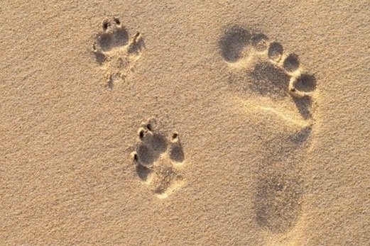 Exploring The Human, Animal Bond and Home Euthanasia for Your Pet