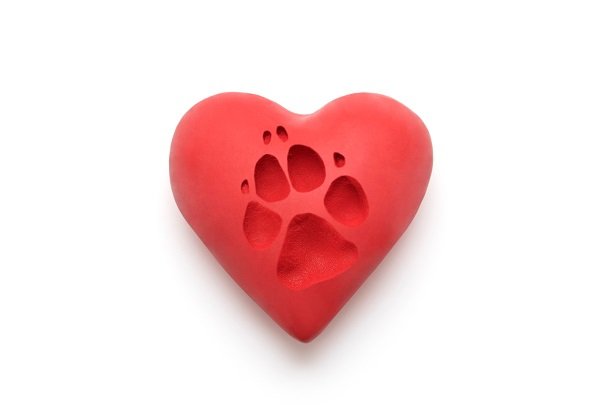 Memorialising Your Pet