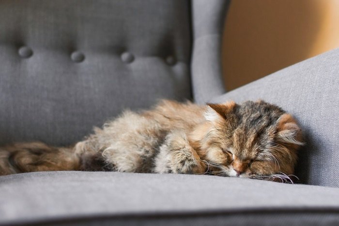 Home Euthanasia for My Cat