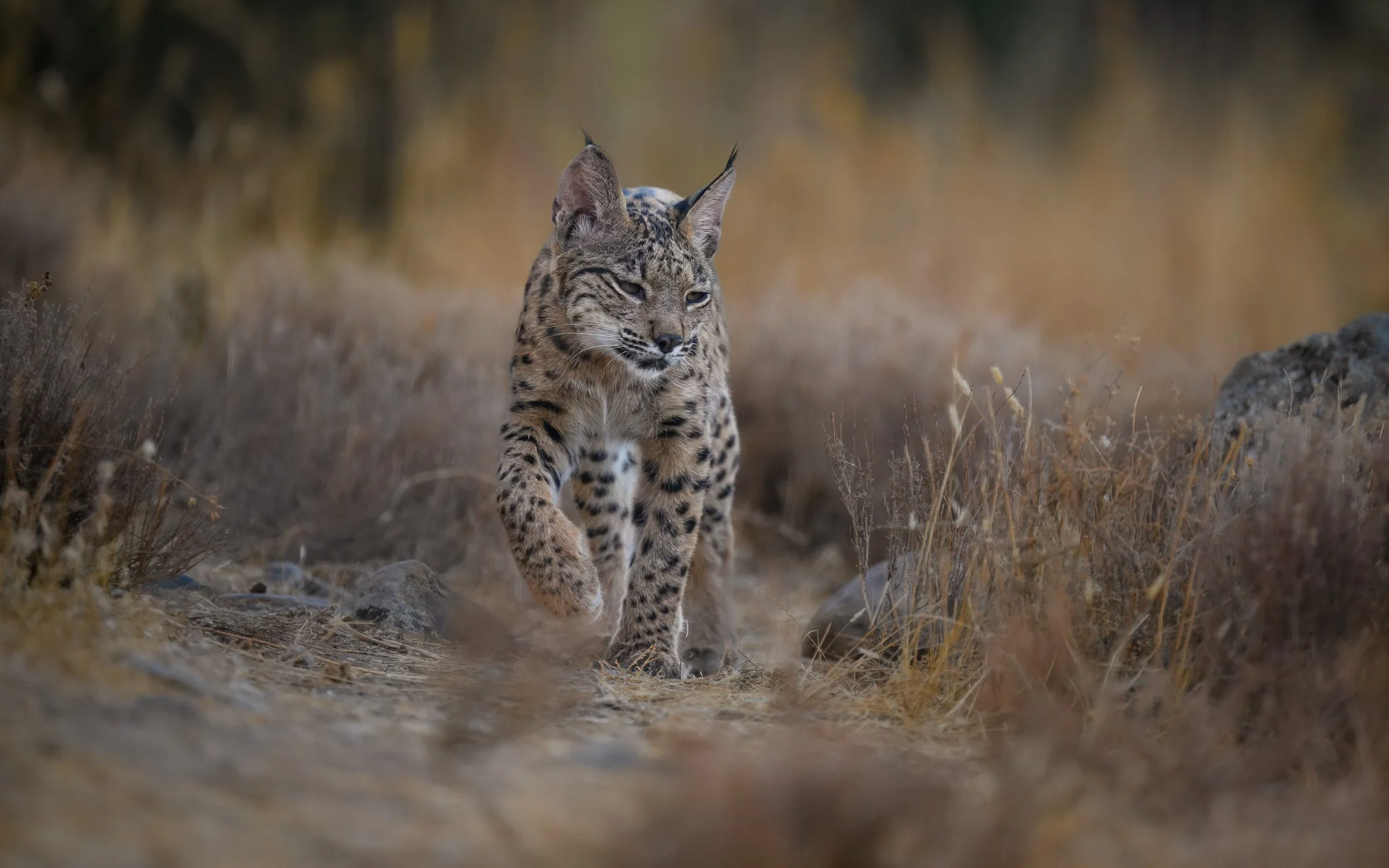 Iberian_Lynx_Cub_Website.jpg