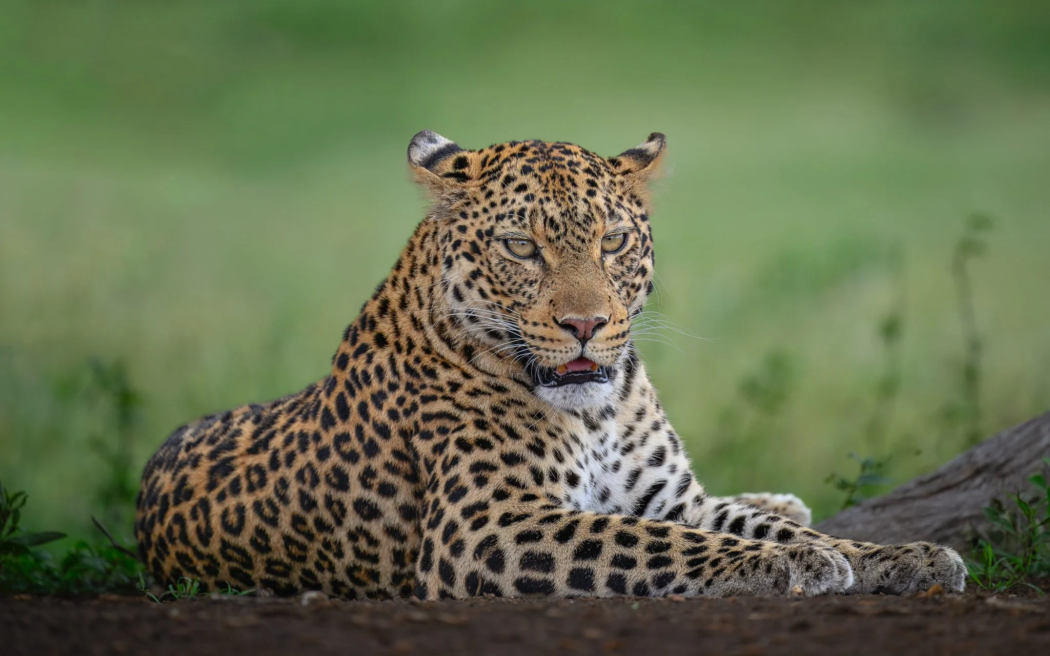 Mammals