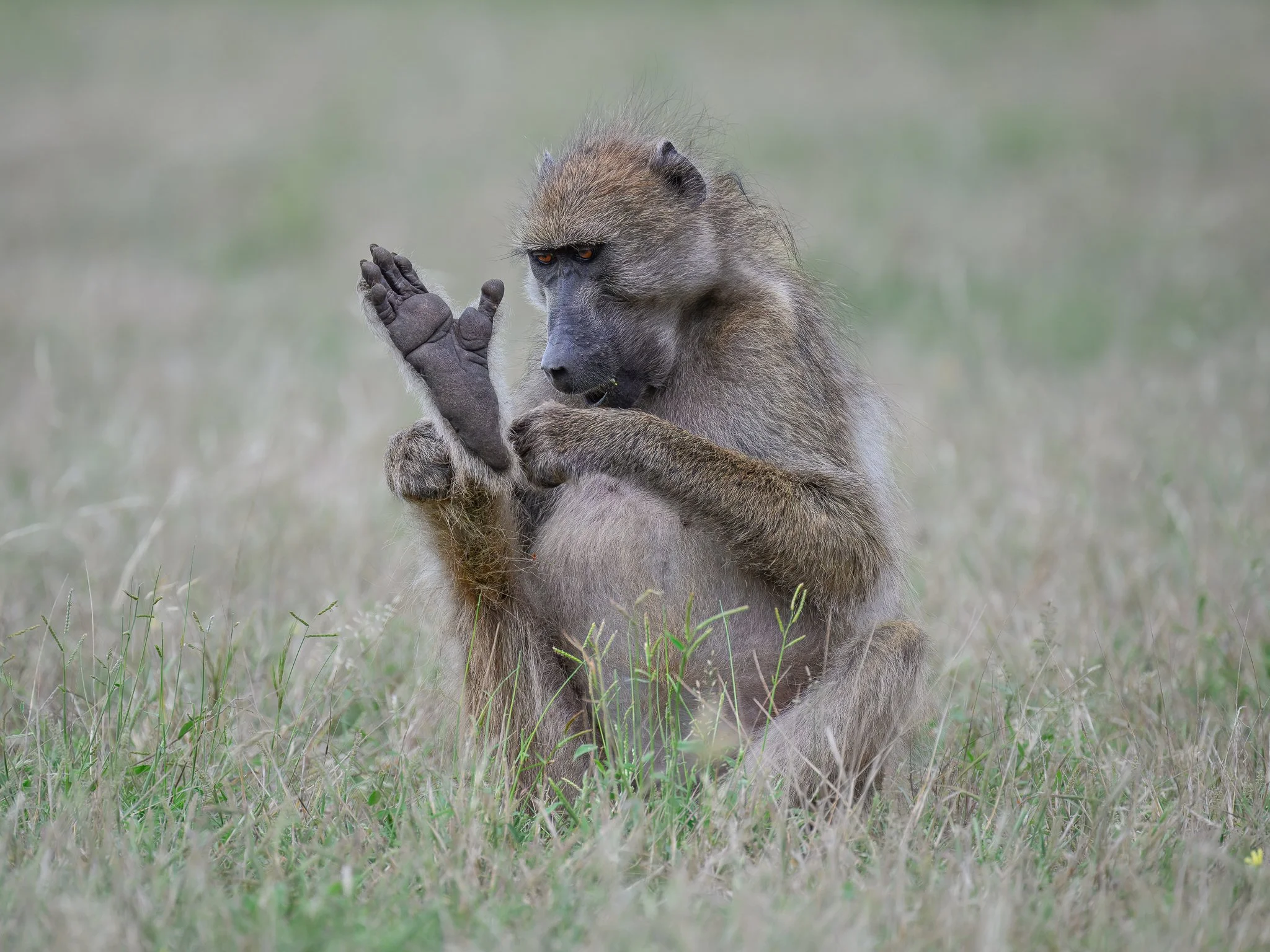 Baboon_website.jpg