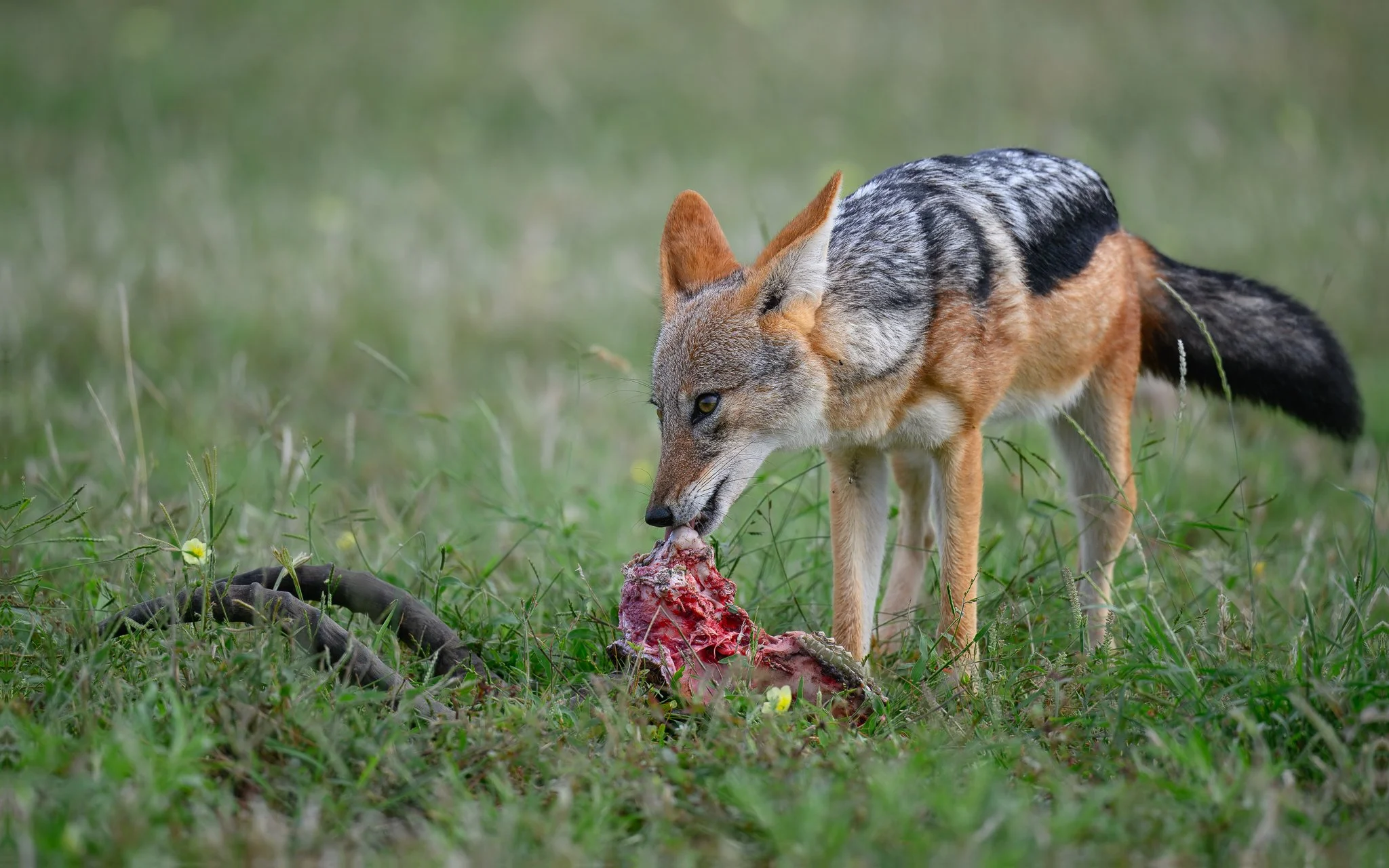 Jackal_scavenging_website.jpg