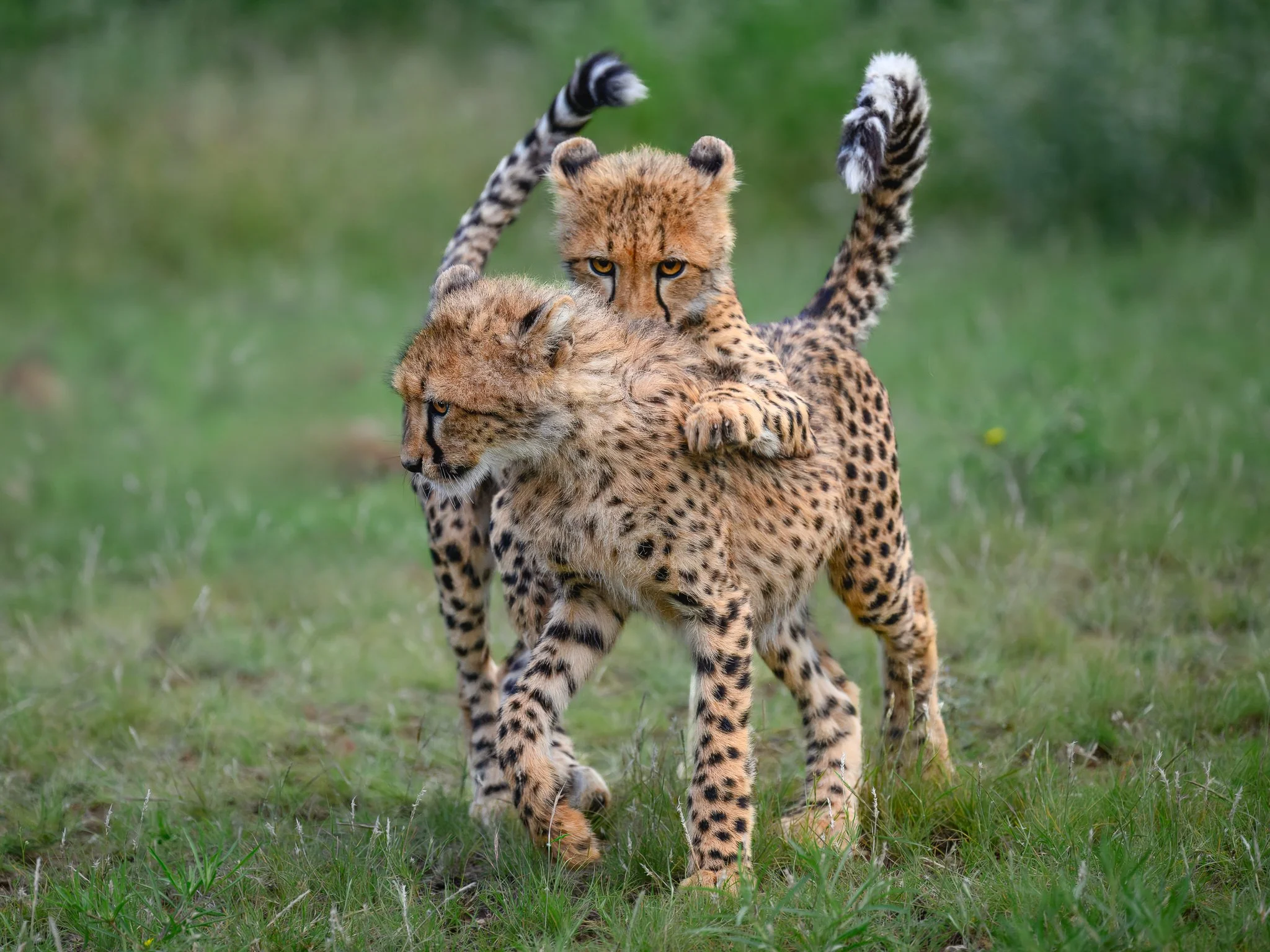 Playtime_website.jpg