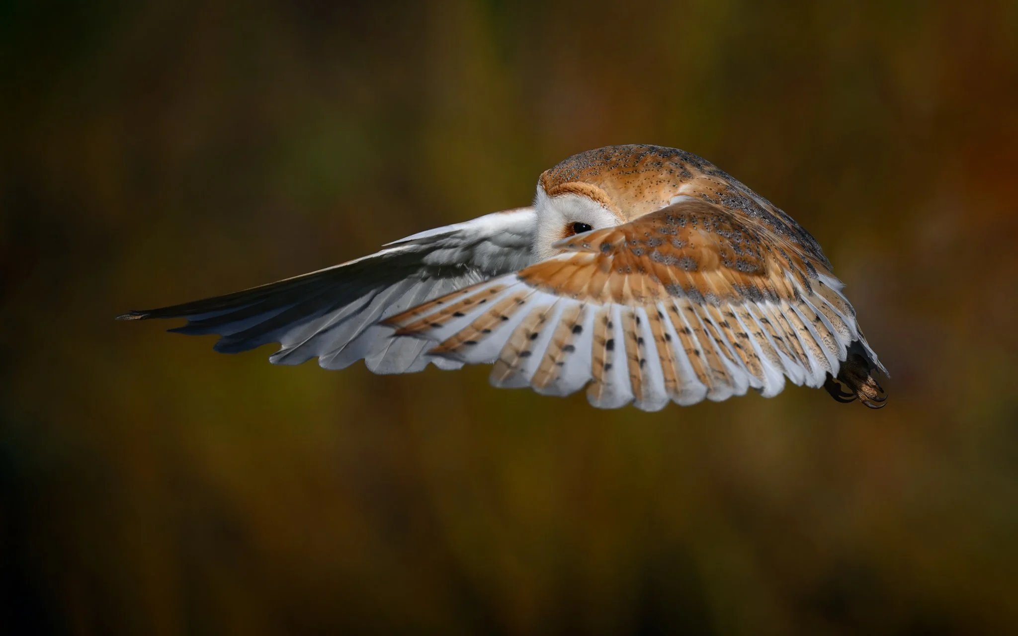 Barn_Owl_website.jpg