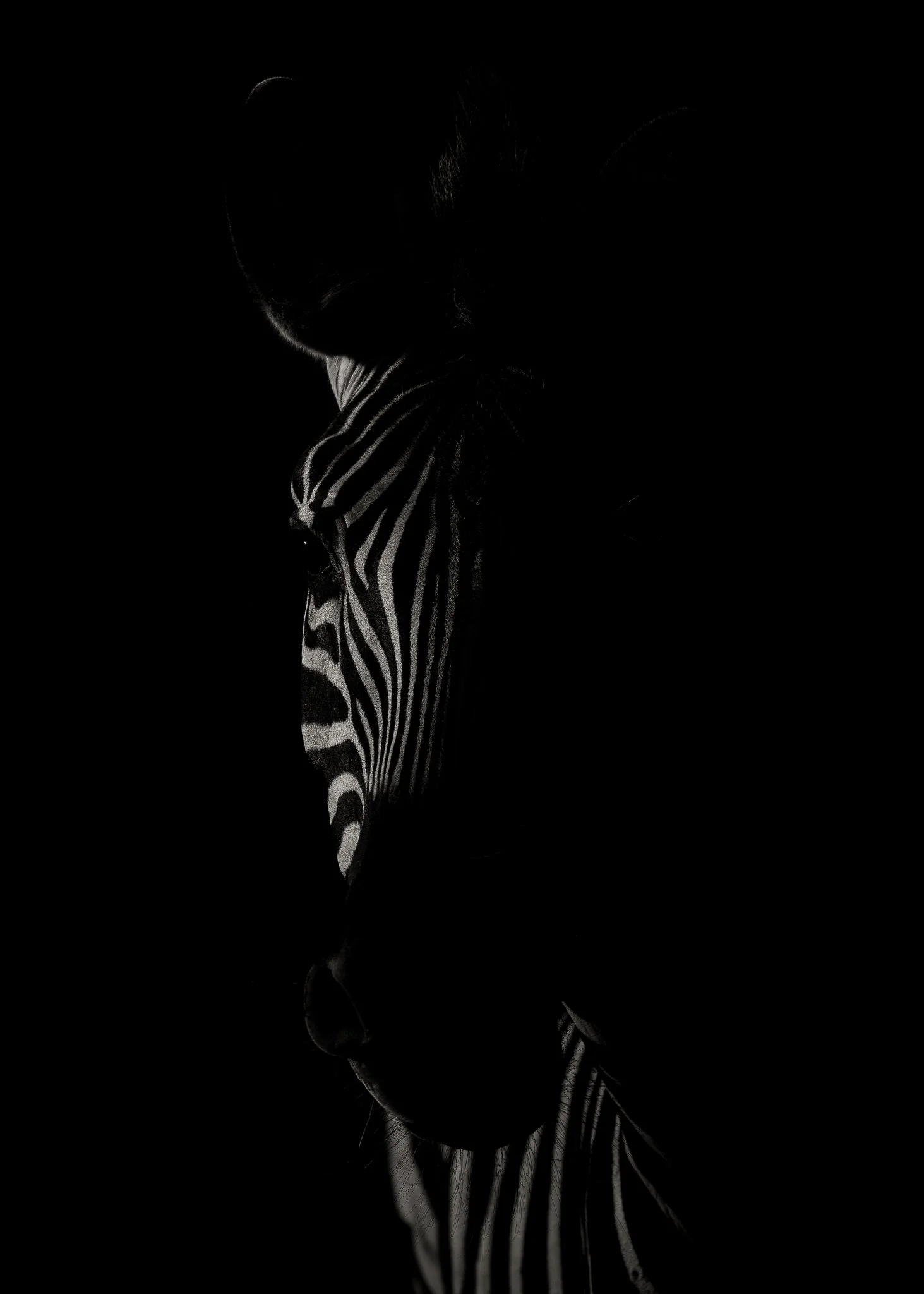 Zebra_low_key_website.jpg