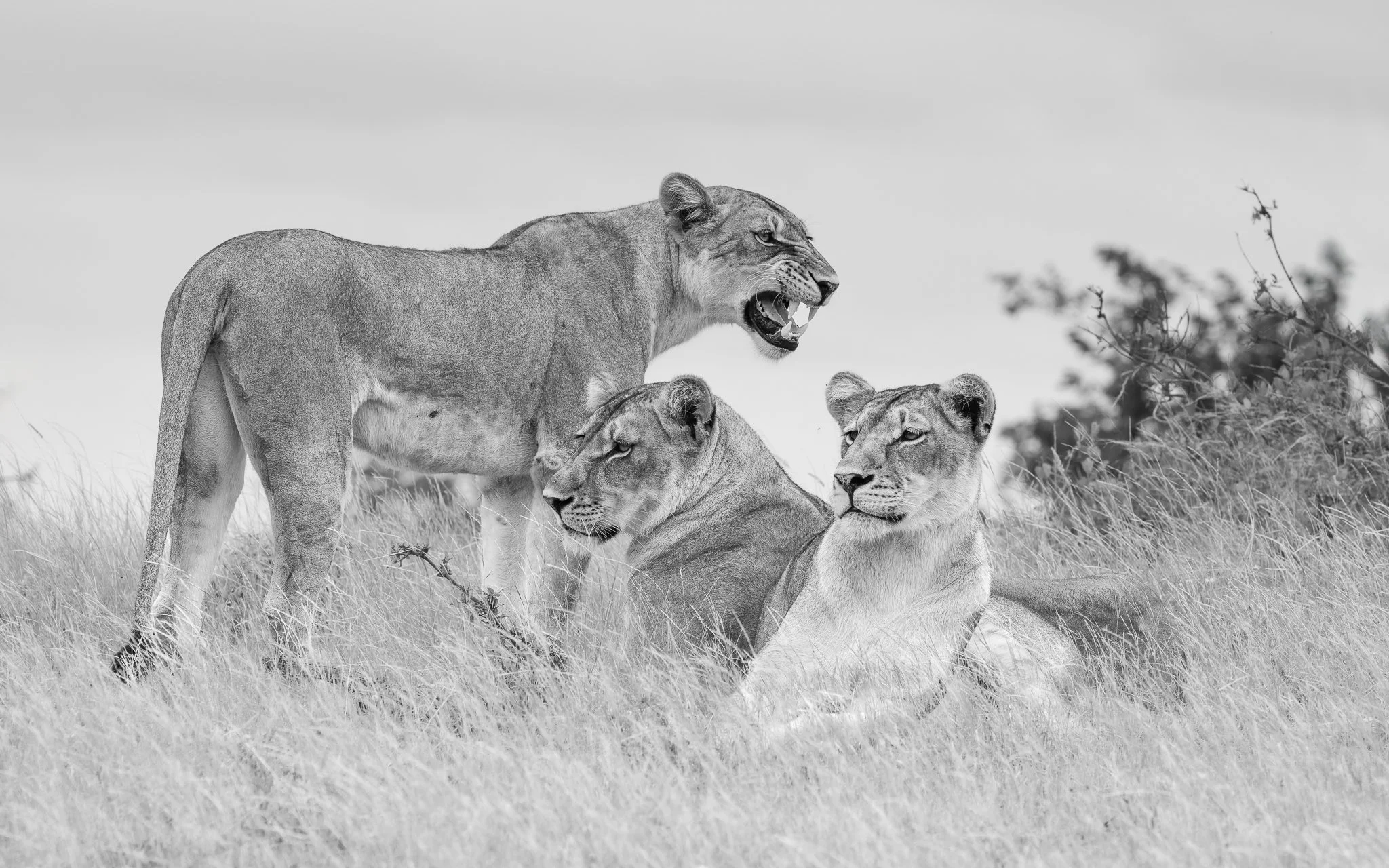 Lions_mono_website.jpg