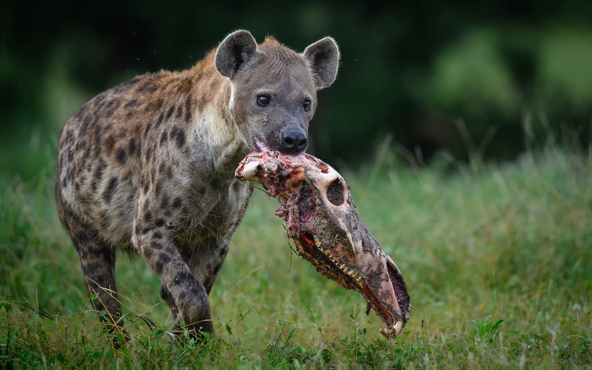 Spotted_hyena_website.jpg