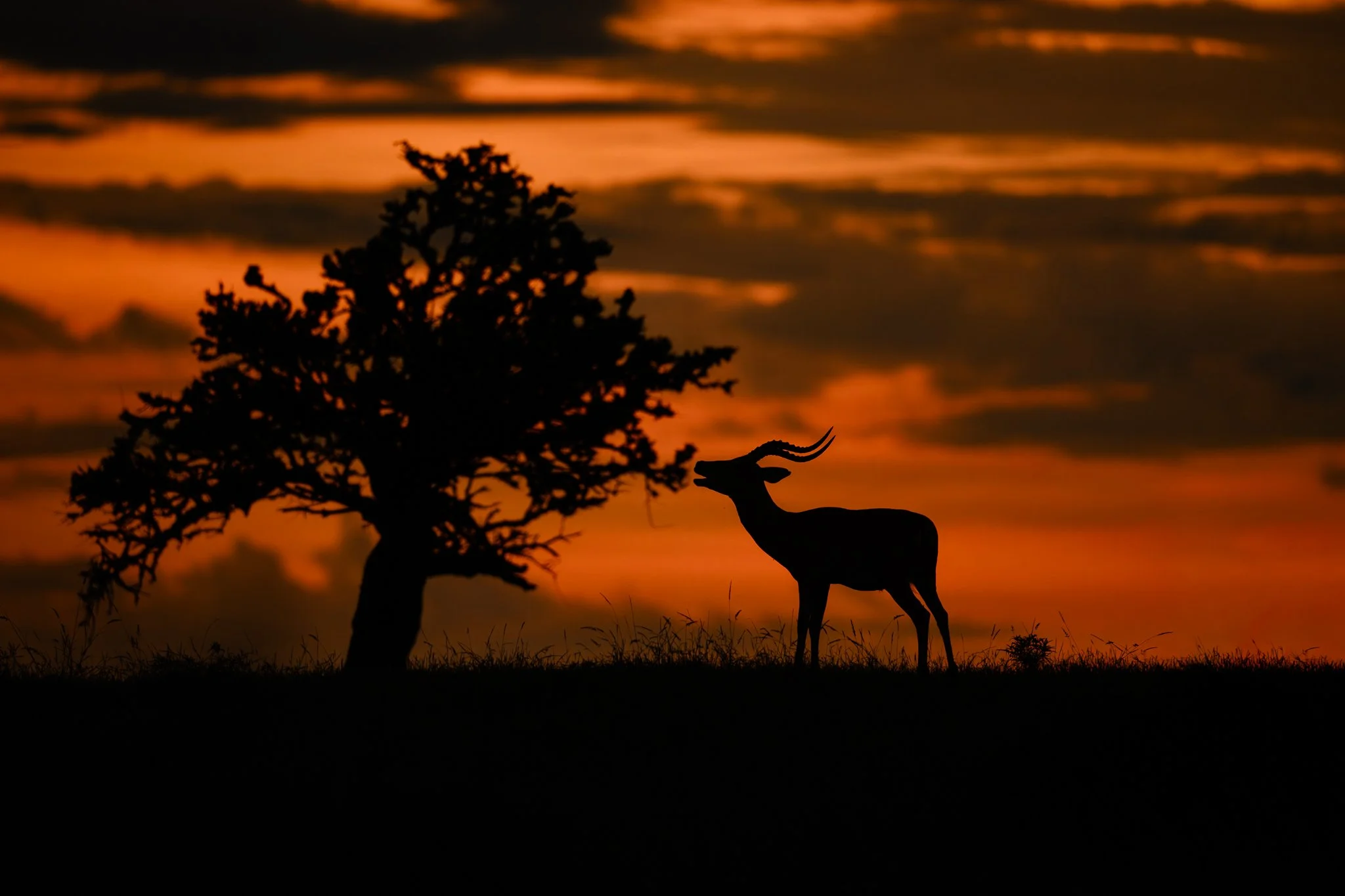 Impala_silhouette_website.jpg