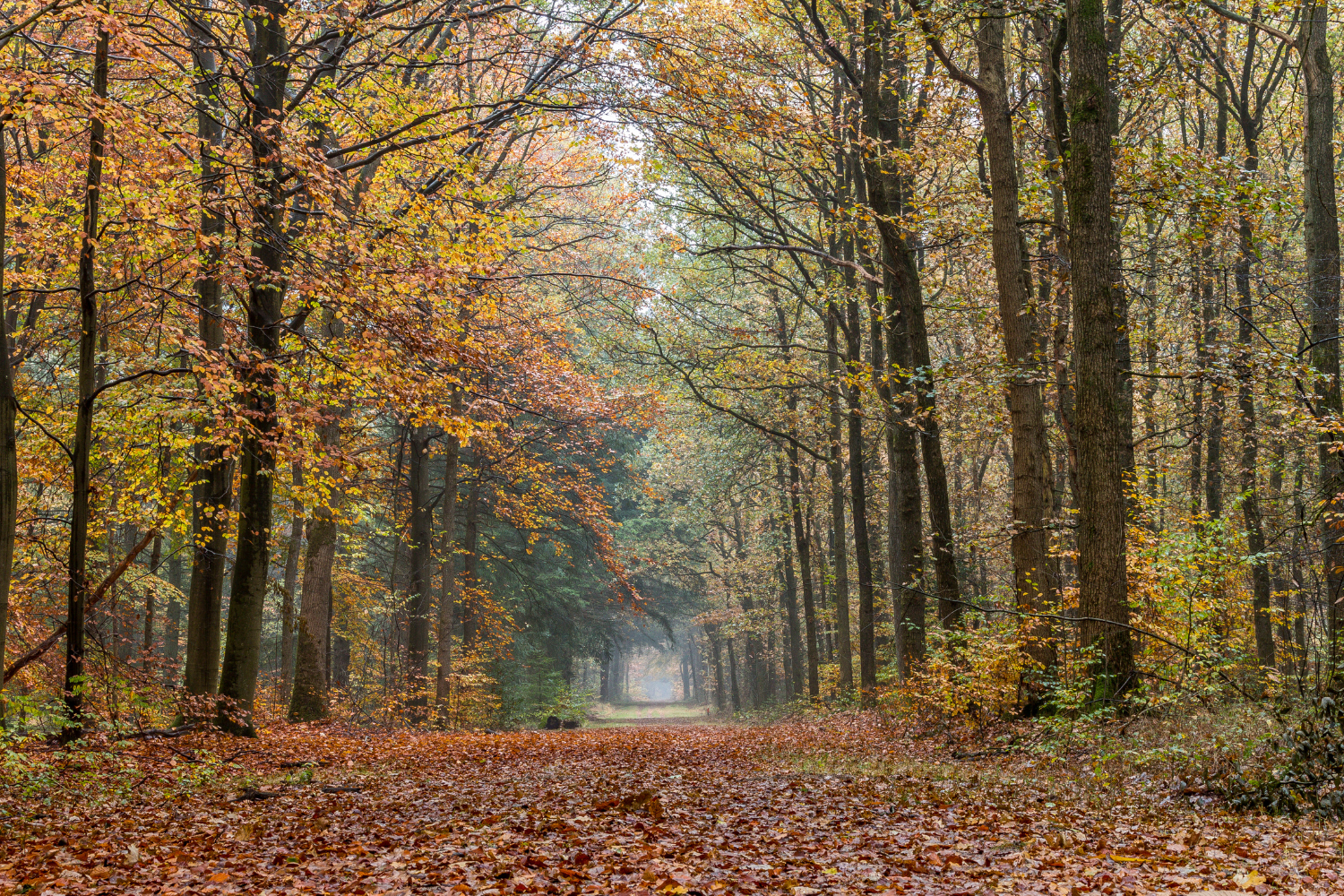 Building a sustainable home