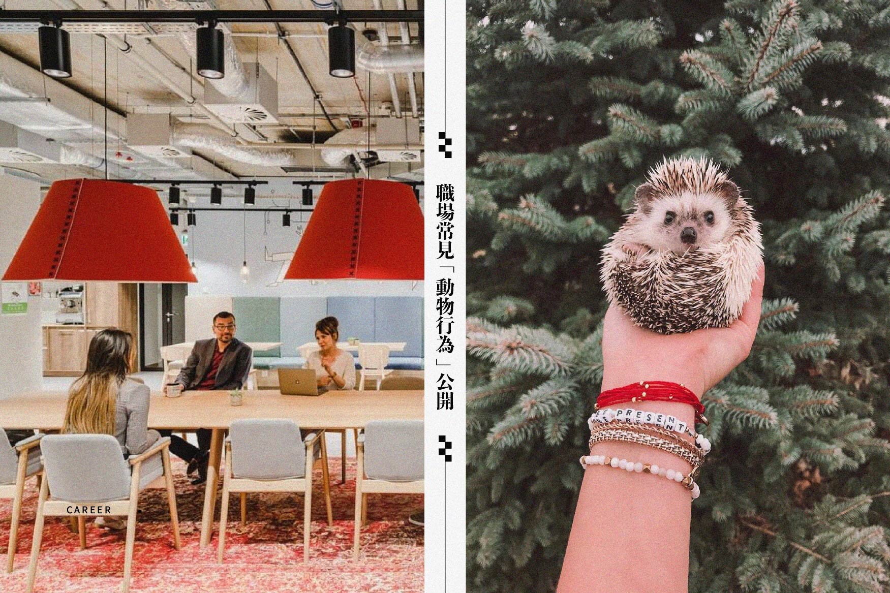 你是強壯鯊魚還是保守刺蝟?職場常見「動物行為」你看過了多少