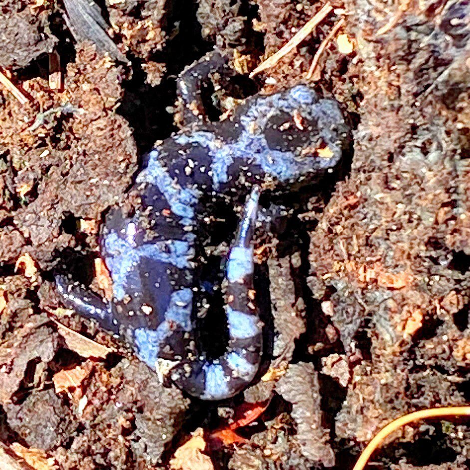 Found what I think is a female marbled salamander in the yard. According to NYSDEC, they don&rsquo;t live in this county. 😮😀 #marbledsalamander #salamandersofinstagram #nysdec #catskillcompasshouse