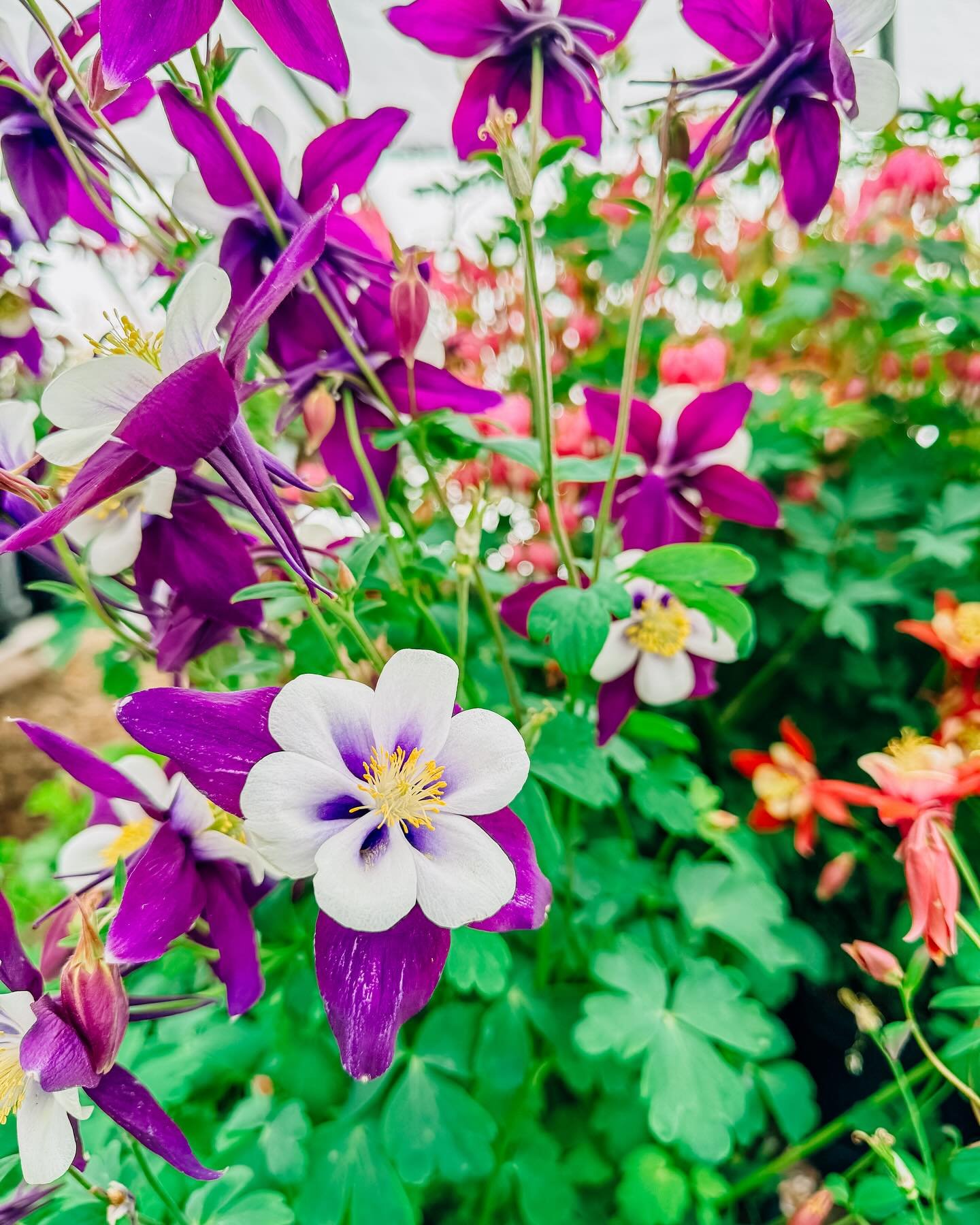 Our perennial flowers came in! 🤩 ⁣
#nagelkirkgardens #marquettemichigan #906life